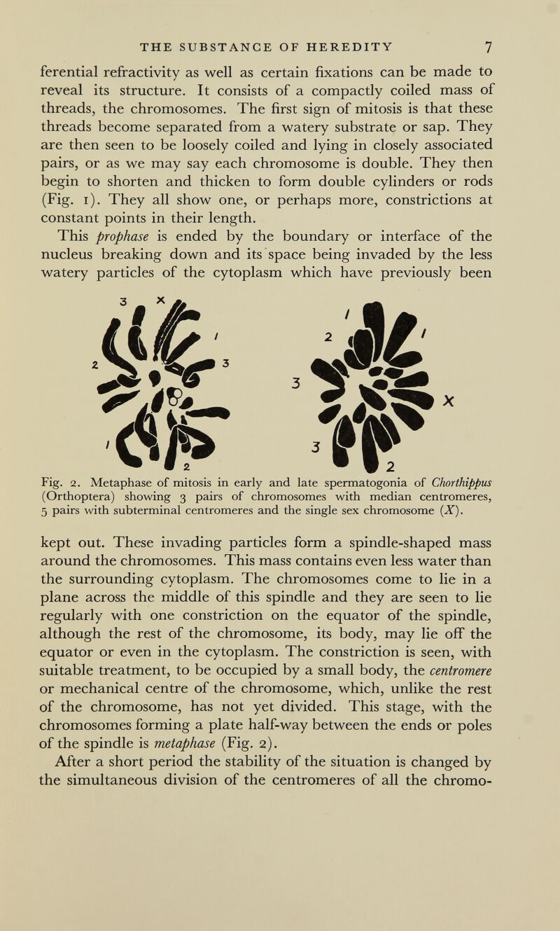 THE SUBSTANCE OF HEREDITY 7 ferential refractivity as well as certain fixations can be made to reveal its structure. It consists of a compactly coiled mass of threads, the chromosomes. The first sign of mitosis is that these threads become separated from a watery substrate or sap. They are then seen to be loosely coiled and lying in closely associated pairs, or as we may say each chromosome is double. They then begin to shorten and thicken to form double cylinders or rods (Fig. i). They all show one, or perhaps more, constrictions at constant points in their length. This prophase is ended by the boundary or interface of the nucleus breaking down and its space being invaded by the less watery particles of the cytoplasm which have previously been Fig. 2. Metaphase of mitosis in early and late spermatogonia of Chorthippiis (Orthoptera) showing 3 pairs of chromosomes with median centromeres, 5 pairs with subterminal centromeres and the single sex chromosome {X). kept out. These invading particles form a spindle-shaped mass around the chromosomes. This mass contains even less water than the surrounding cytoplasm. The chromosomes come to lie in a plane across the middle of this spindle and they are seen to lie regularly with one constriction on the equator of the spindle, although the rest of the chromosome, its body, may lie off the equator or even in the cytoplasm. The constriction is seen, with suitable treatment, to be occupied by a small body, the centromere or mechanical centre of the chromosome, which, unlike the rest of the chromosome, has not yet divided. This stage, with the chromosomes forming a plate half-way between the ends or poles of the spindle is metaphase (Fig. 2). After a short period the stability of the situation is changed by the simultaneous division of the centromeres of all the chromo-