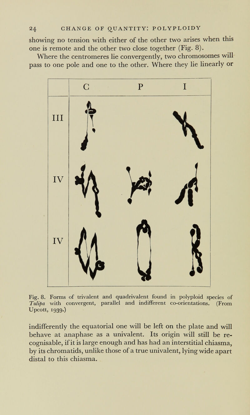 24 CHANGE OF Q^UANTITYI POLYPLOIDY showing no tension with either of the other two arises when this one is remote and the other two close together (Fig. 8). Where the centromeres he convergently, two chromosomes will pass to one pole and one to the other. Where they lie linearly or Fig. 8. Forms of trivalent and quadrivalent found in polyploid species of Tulipa with convergent, parallel and indifferent co-orientations. (From Upcott, 1939.) indifferently the equatorial one will be left on the plate and will behave at anaphase as a univalent. Its origin will still be re¬ cognisable, if it is large enough and has had an interstitial chiasma, by its chromatids, unlike those of a true univalent, lying wide apart distal to this chiasma.