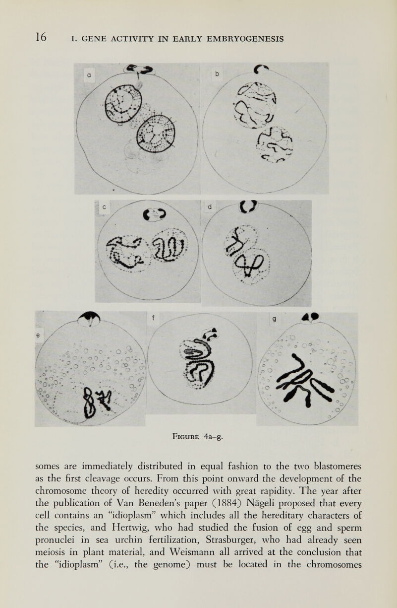 16 I. GENE ACTIVITY IN EARLY EMBRYOGENESIS Figure 4a-g. somes are immediately distributed in equal fashion to the two blastomeres as the first cleavage occurs. From this point onward the development of the chromosome theory of heredity occurred with great rapidity. The year after the publication of Van Beneden's paper (1884) Nägeli proposed that every cell contains an idioplasm which includes all the hereditary characters of the species, and Hertwig, who had studied the fusion of egg and sperm pronuclei in sea urchin fertilization, Strasburger, who had already seen meiosis in plant material, and Weismann all arrived at the conclusion that the idioplasm (i.e., the genome) must be located in the chromosomes