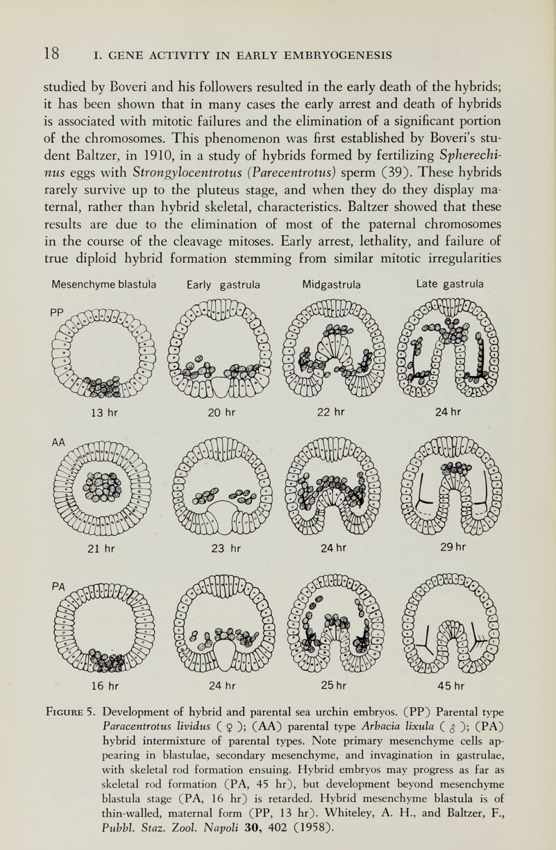 18 I. GENE ACTIVITY IN EARLY EMBRYOGENESIS Studied by Boveri and his followers resulted in the early death of the hybrids; it has been shown that in many cases the early arrest and death of hybrids is associated with mitotic failures and the elimination of a significant portion of the chromosomes. This phenomenon was first established by Boveri's stu¬ dent Baltzer, in 1910, in a study of hybrids formed by fertilizing Sfherechi- nus eggs with Strongylocentrotus (Parecentrotus) sperm (39). These hybrids rarely survive up to the pluteus stage, and when they do they display ma¬ ternal, rather than hybrid skeletal, characteristics. Baltzer showed that these results are due to the elimination of most of the paternal chromosomes in the course of the cleavage mitoses. Early arrest, lethality, and failure of true diploid hybrid formation stemming from similar mitotic irregularities Mesenchyme blastula Early gastrula Midgastrula Late gastrula 13 hr 20 hr 22 hr 24 hr 21 hr 23 hr 24 hr 29 hr 16 hr 24 hr 25 hr 45 hr Figure 5. Development of hybrid and parental sea urchin embryos. (PP) Parental type Paracentrotus Uvidus ( $ ); (AA) parental type Arbacta Uxula ( ^O; (PA) hybrid intermixture of parental types. Note primary mesenchyme cells ap¬ pearing in blastulae, secondary mesenchyme, and invagination in gastrulae, with skeletal rod formation ensuing. Hybrid embryos may progress as far as skeletal rod formation (PA, 45 hr), but development beyond mesenchyme blastula stage (PA, 16 hr) is retarded. Hybrid mesenchyme blastula is of thin-walled, maternal form (PP, 13 hr). Whiteley, A. H., and Baltzer, F., Puhhl. Staz. Zool. Napoli 30, 402 (1958).