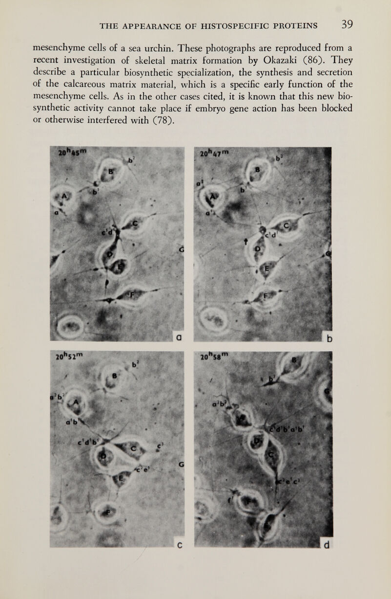 THE APPEARANCE OF HISTOSPECIFIC PROTEINS 39 mesenchyme cells of a sea urchin. These photographs are reproduced from a recent investigation of skeletal matrix formation by Okazaki (86). They describe a particular biosynthetic specialization, the synthesis and secretion of the calcareous matrix material, which is a specific early function of the mesenchyme cells. As in the other cases cited, it is known that this new bio¬ synthetic activity cannot take place if embryo gene action has been blocked or otherwise interfered with (78).