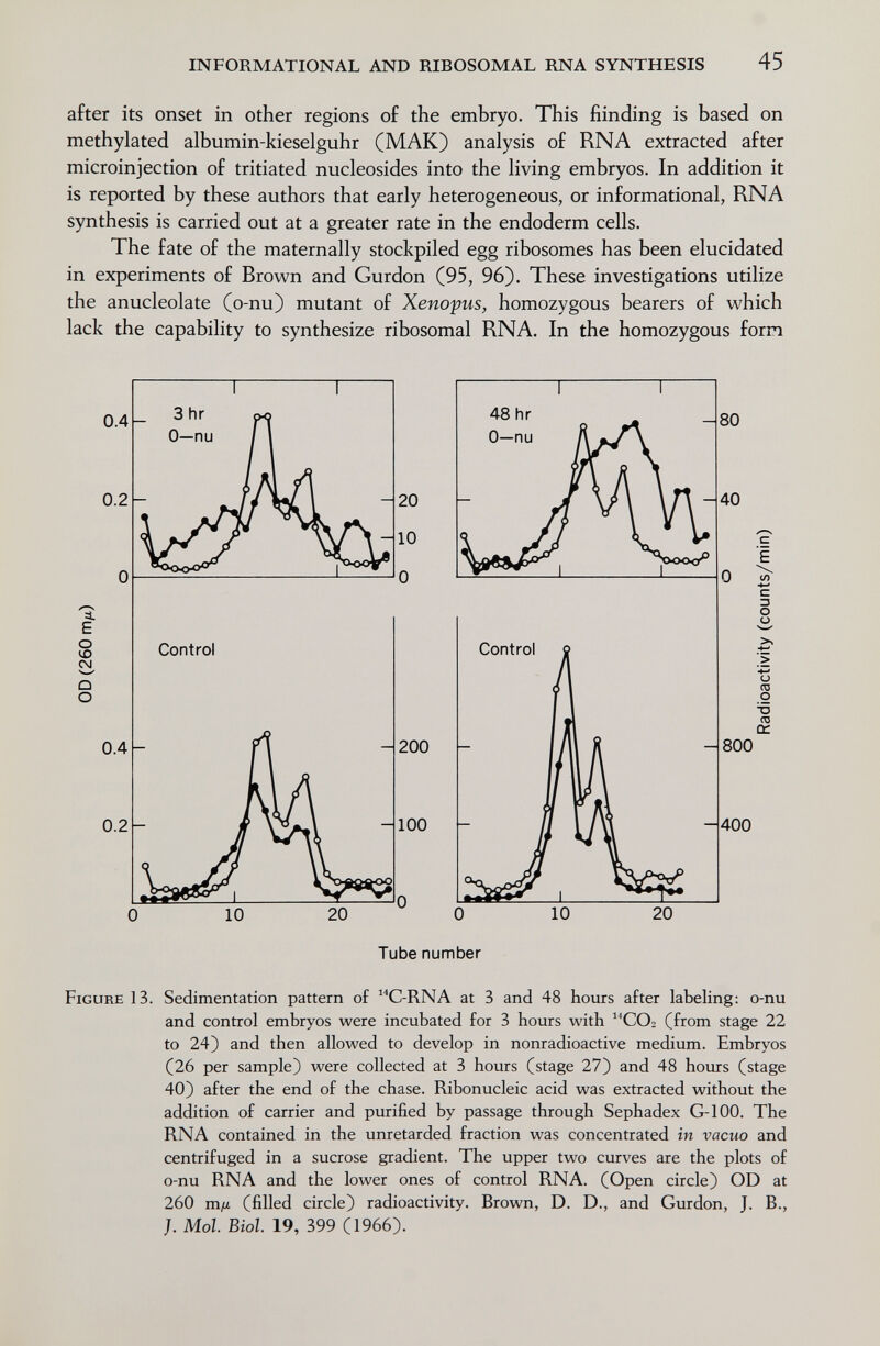INFORMATIONAL AND RIBOSOMAL RNA SYNTHESIS 45 after its onset in other regions of the embryo. This fiinding is based on methylated albumin-kieselguhr (МАК) analysis of RNA extracted after microinjection of tritiated nucleosides into the living embryos. In addition it is reported by these authors that early heterogeneous, or informational, RNA synthesis is carried out at a greater rate in the endoderm cells. The fate of the maternally stockpiled egg ribosomes has been elucidated in experiments of Brown and Gurdon (95, 96). These investigations utilize the anucleolate (o-nu) mutant of Xenopus, homozygous bearers of which lack the capability to synthesize ribosomal RNA. In the homozygous form - 200 - -100 - 20  0 Tube number Figure 13. Sedimentation pattern of C-RNA at 3 and 48 Ьошз after labeling: o-nu and control embryos were incubated for 3 hours with CO2 (from stage 22 to 24) and then allowed to develop in nonradioactive medium. Embryos (26 per sample) were collected at 3 hours (stage 27) and 48 hours (stage 40) after the end of the chase. Ribonucleic acid was extracted without the addition of carrier and purified by passage through Sephadex G-100. The RNA contained in the unretarded fraction was concentrated in vacuo and centrifuged in a sucrose gradient. The upper two curves are the plots of o-nu RNA and the lower ones of control RNA. (Open circle) OD at 260 mfjL (filled circle) radioactivity. Brown, D. D., and Gurdon, J. В., J. Mol Biol 19, 399 (1966).