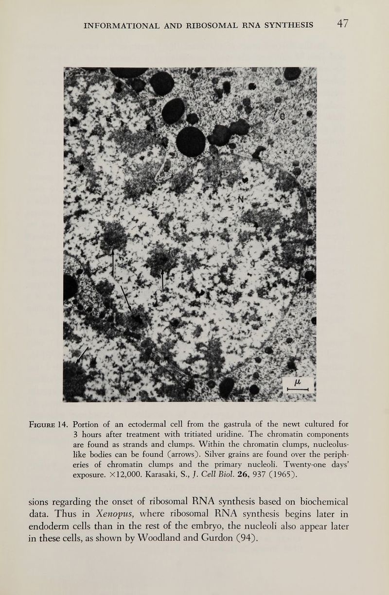 INFORMATIONAL AND RIBOSOMAL RNA SYNTHESIS 47 • « 5 Figure 14. Portion of an ectodermal cell from the gastrula of the newt cultured for 3 hours after treatment with tritiated uridine. The chromatin components are found as strands and clumps. Within the chromatin clumps, nucleolus- like bodies can be found (arrows). Silver grains are found over the periph¬ eries of chromatin clumps and the primary nucleoli. Twenty-one days' exposure. XI2,000. Karasaki, S., }. Cell Biol. 26, 937 (1965). sions regarding the onset of ribosomal RNA synthesis based on biochemical data. Thus in Xenofus, where ribosomal RNA synthesis begins later in endoderm cells than in the rest of the embryo, the nucleoli also appear later in these cells, as shown by Woodland and Gurdon (94).