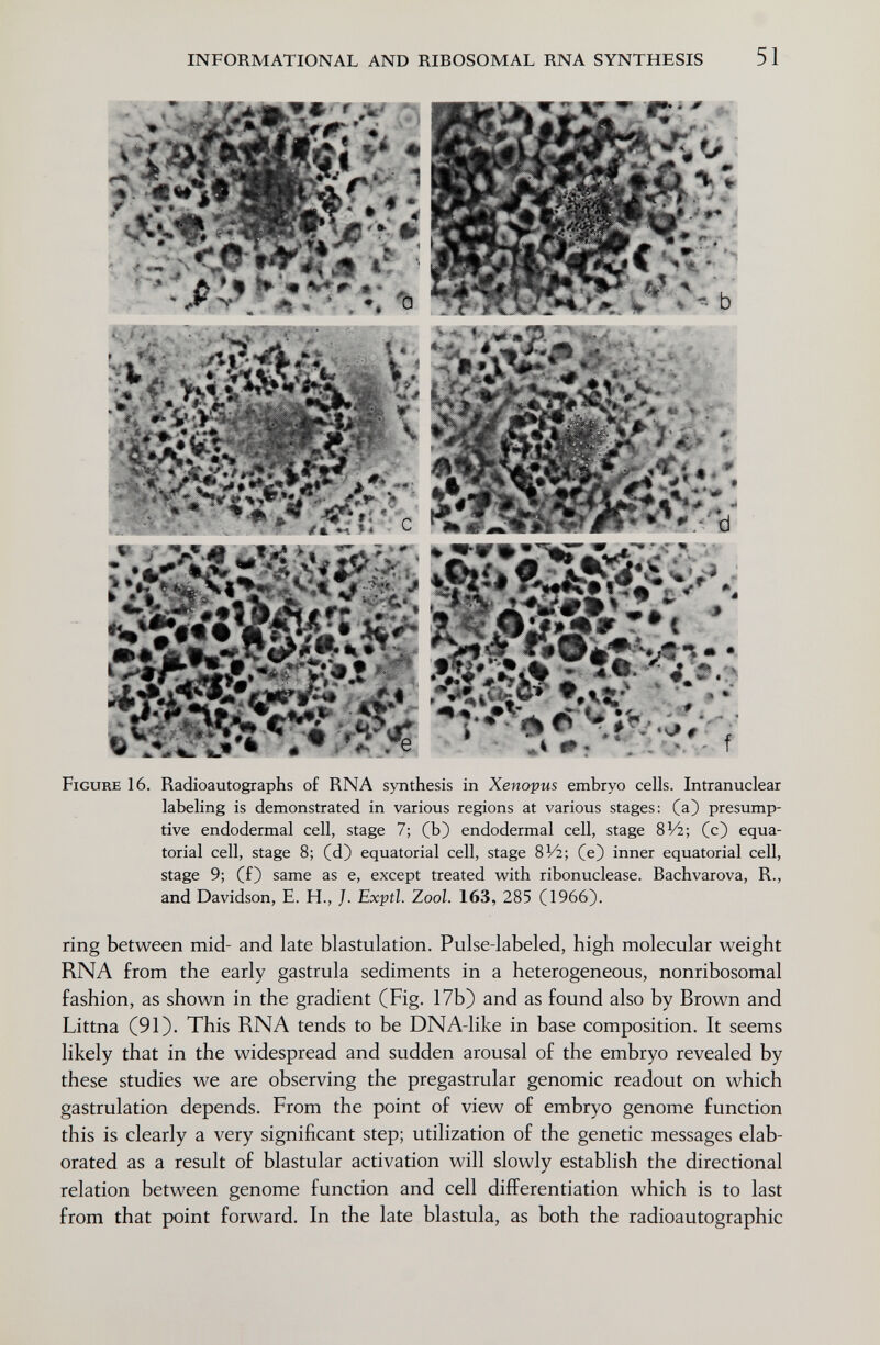 INFORMATIONAL AND RIBOSOMAL RNA SYNTHESIS 5 1 * M > . ' ^ Ъ ^ %. ^ ъ ^TÜyV' -Л Figure 16. Radioautographs of RNA synthesis in Xenopus embryo cells. Intranuclear labeling is demonstrated in various regions at various stages: C^) presump¬ tive endodermal cell, stage 7; (b) endodermal cell, stage 8V2; (c) equa¬ torial cell, stage 8; (d) equatorial cell, stage 8V2; (e) inner equatorial cell, stage 9; (f) same as e, except treated with ribonuclease. Bachvarova, R., and Davidson, E. H., /. Exptl. Zool. 163, 285 (1966). ring between mid- and late blastulation. Pulse-labeled, high molecular weight RNA from the early gastrula sediments in a heterogeneous, nonribosomal fashion, as shown in the gradient (Fig. 17b) and as found also by Brown and Littna (91). This RNA tends to be DNA-like in base composition. It seems likely that in the widespread and sudden arousal of the embryo revealed by these studies we are observing the pregastrular genomic readout on which gastrulation depends. From the point of view of embryo genome function this is clearly a very significant step; utilization of the genetic messages elab¬ orated as a result of blastular activation will slowly establish the directional relation between genome function and cell differentiation which is to last from that point forward. In the late blastula, as both the radioautographic
