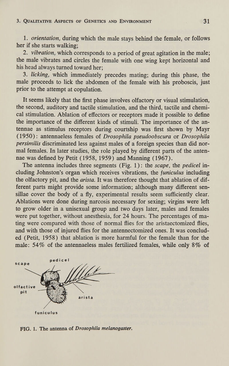 3. Qualitative Aspects of Genetics and Environment 31 1. orientation, during which the male stays behind the female, or follows her if she starts walking; 2. vibration, which corresponds to a period of great agitation in the male; the male vibrates and circles the female with one wing kept horizontal and his head always turned toward her; 3. licking, which immediately precedes mating; during this phase, the male proceeds to lick the abdomen of the female with his proboscis, just prior to the attempt at copulation. It seems likely that the first phase involves olfactory or visual stimulation, the second, auditory and tactile stimulation, and the third, tactile and chemi¬ cal stimulation. Ablation of effectors or receptors made it possible to define the importance of the different kinds of stimuli. The importance of the an¬ tennae as stimulus receptors during courtship was first shown by Mayr (1950): antennaeless females of Drosophila pseudoobscura or Drosophila persimilis discriminated less against males of a foreign species than did nor¬ mal females. In later studies, the role played by different parts of the anten¬ nae was defined by Petit (1958, 1959) and Manning (1967). The antenna includes three segments (Fig. 1 ) : the scape, the pedicel in¬ cluding Johnston's organ which receives vibrations, the funiculus including the olfactory pit, and the arista. It was therefore thought that ablation of dif¬ ferent parts might provide some information; although many different sen- sillae cover the body of a fly, experimental results seem sufficiently clear. Ablations were done during narcosis necessary for sexing; virgins were left to grow older in a unisexual group and two days later, males and females were put together, without anesthesia, for 24 hours. The percentages of ma¬ ting were compared with those of normal flies for the aristaectomized flies, and with those of injured flies for the antennectomized ones. It was conclud¬ ed (Petit, 1958) that ablation is more harmful for the female than for the male: 54% of the antennaeless males fertilized females, while only 8% of pedicel sc a г - olfact ive pit funiculus FIG. 1. The antenna of Drosophila melanogaster.