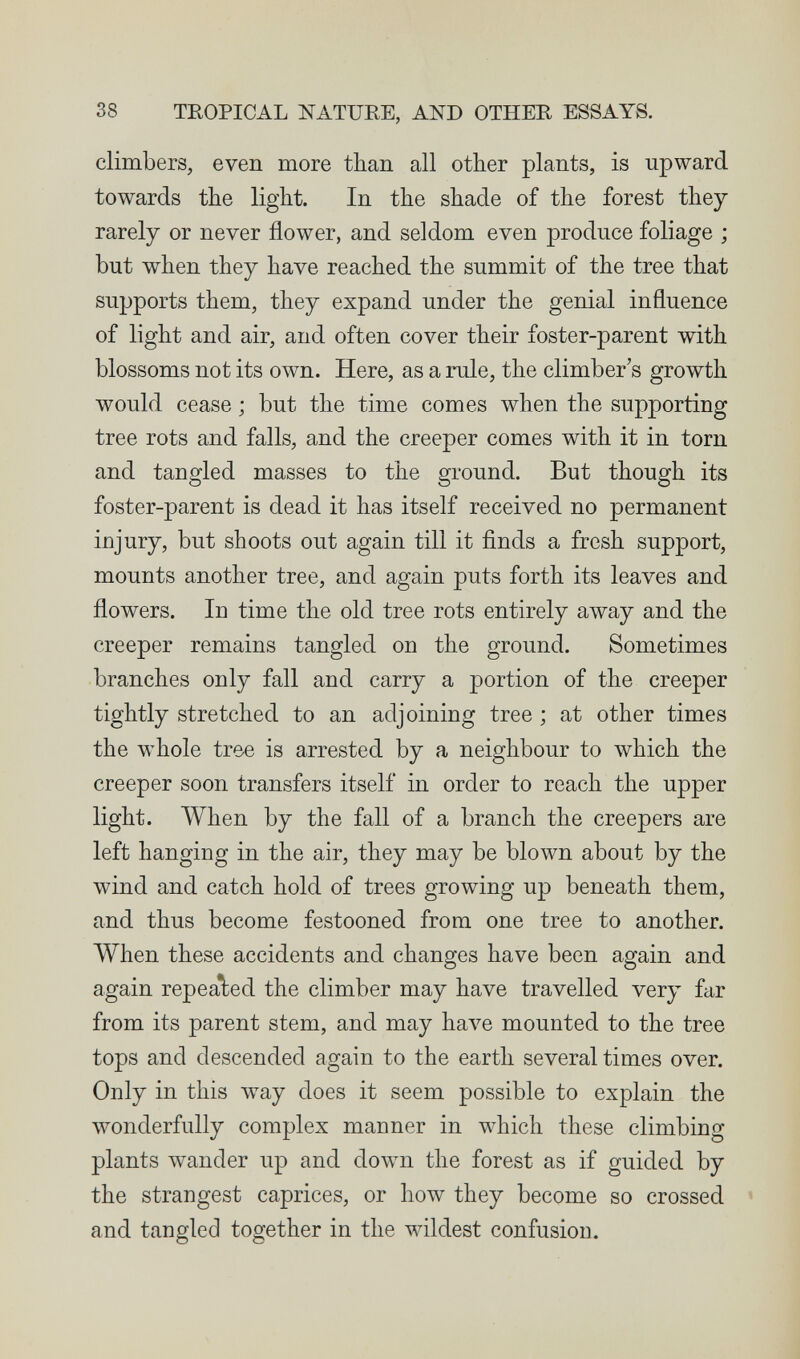 38 TROPICAL NATURE, AND OTHER ESSAYS. climbers, even more than all other plants, is upward towards the light. In the shade of the forest they rarely or never flower, and seldom even produce foliage ; but when they have reached the summit of the tree that supports them, they expand under the genial influence of light and air, and often cover their foster-parent with blossoms not its own. Here, as a rule, the climber's growth would cease ; but the time comes when the supporting tree rots and falls, and the creeper comes with it in torn and tangled masses to the ground. But though its foster-parent is dead it has itself received no permanent injury, but shoots out again till it finds a fresh support, mounts another tree, and again puts forth its leaves and flowers. In time the old tree rots entirely away and the creeper remains tangled on the ground. Sometimes branches only fall and carry a portion of the creeper tightly stretched to an adjoining tree ; at other times the whole tree is arrested by a neighbour to which the creeper soon transfers itself in order to reach the upper light. When by the fall of a branch the creepers are left hanging in the air, they may be blown about by the wind and catch hold of trees growing up beneath them, and thus become festooned from one tree to another. When these accidents and changes have been again and again repealled the climber may have travelled very far from its parent stem, and may have mounted to the tree tops and descended again to the earth several times over. Only in this way does it seem possible to explain the wonderfully complex manner in which these climbing plants wander up and down the forest as if guided by the strangest caprices, or how they become so crossed and tangled together in the wildest confusion.