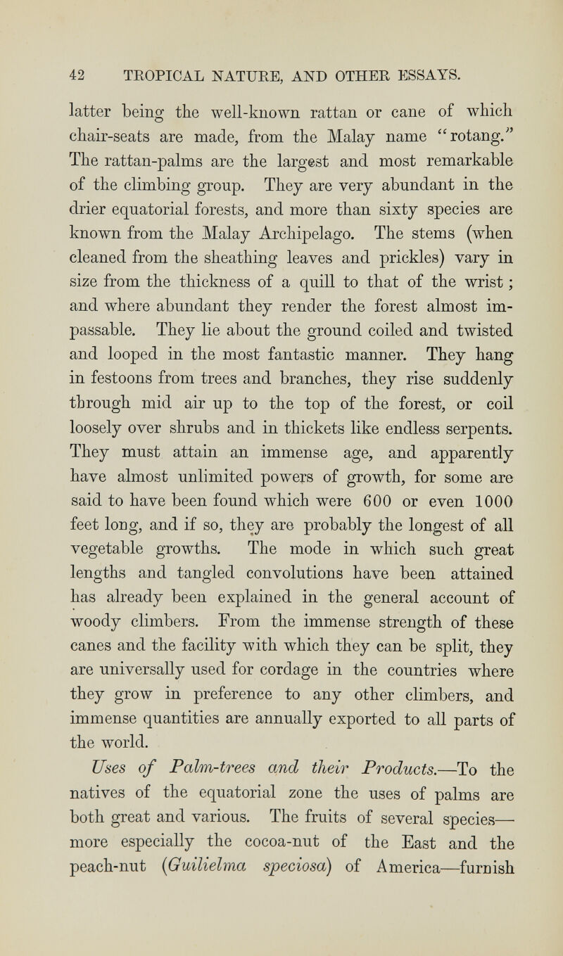 42 TEOPICAL NATURE, AND OTHER ESSAYS. latter being the well-known rattan or cane of which chair-seats are made, from the Malay name rotang/' The rattan-palms are the largest and most remarkable of the climbing group. They are very abundant in the drier equatorial forests, and more than sixty species are known from the Malay Archipelago. The stems (when cleaned from the sheathing leaves and prickles) vary in size from the thickness of a quill to that of the wrist ; and where abundant they render the forest almost im¬ passable. They lie about the ground coiled and twisted and looped in the most fantastic manner. They hang in festoons from trees and branches, they rise suddenly through mid air up to the top of the forest, or coil loosely over shrubs and in thickets like endless serpents. They must attain an immense age, and apparently have almost unlimited powers of growth, for some are said to have been found which were 600 or even 1000 feet long, and if so, they are probably the longest of all vegetable growths. The mode in which such great lengths and tangled convolutions have been attained has already been explained in the general account of woody climbers. From the immense strength of these canes and the facility with which they can be split, they are universally used for cordage in the countries where they grow in preference to any other climbers, and immense quantities are annually exported to all parts of the world. Uses of Palm-trees and their Products.—To the natives of the equatorial zone the uses of palms are both great and various. The fruits of several species—^ more especially the cocoa-nut of the East and the peach-nut {Guilielma speciosa) of America—furnish