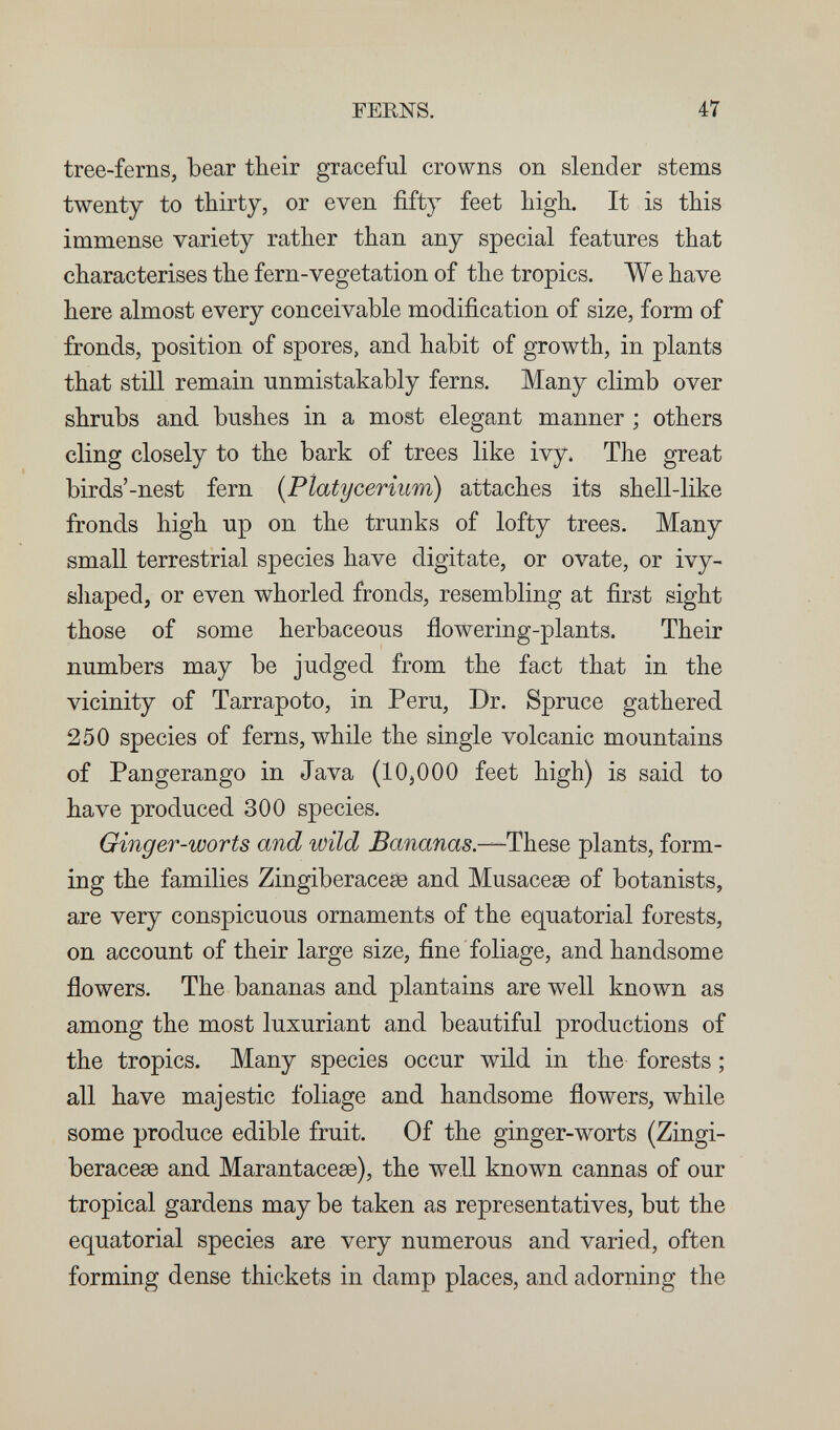 FERNS. 47 tree-ferns, bear their graceful crowns on slender stems twenty to thirty, or even fifty feet high. It is this immense variety rather than any special features that characterises the fern-vegetation of the tropics. We have here almost every conceivable modification of size, form of fronds, position of spores, and habit of growth, in plants that still remain unmistakably ferns. Many climb over shrubs and bushes in a most elegant manner ; others cling closely to the bark of trees like ivy. The great birds'-nest fern (Platycerium) attaches its shell-like fronds high up on the trunks of lofty trees. Many small terrestrial species have digitate, or ovate, or ivy- sliaped, or even whorled fronds, resembling at first sight those of some herbaceous flowering-plants. Their numbers may be judged from the fact that in the vicinity of Tarrapoto, in Peru, Dr. Spruce gathered 250 species of ferns, while the single volcanic mountains of Pangerango in Java (10,000 feet high) is said to have produced 300 species. Ginger-worts and wild jBancmas.—These plants, form¬ ing the families Zingiberacese and Musacese of botanists, are very conspicuous ornaments of the equatorial forests, on account of their large size, fine foliage, and handsome flowers. The bananas and plantains are well known as among the most luxuriant and beautiful productions of the tropics. Many species occur wild in the forests ; all have majestic foliage and handsome flowers, while some produce edible fruit. Of the ginger-worts (Zingi¬ beracese and. Marantacese), the well known cannas of our tropical gardens may be taken as representatives, but the equatorial species are very numerous and varied, often forming dense thickets in damp places, and adorning the