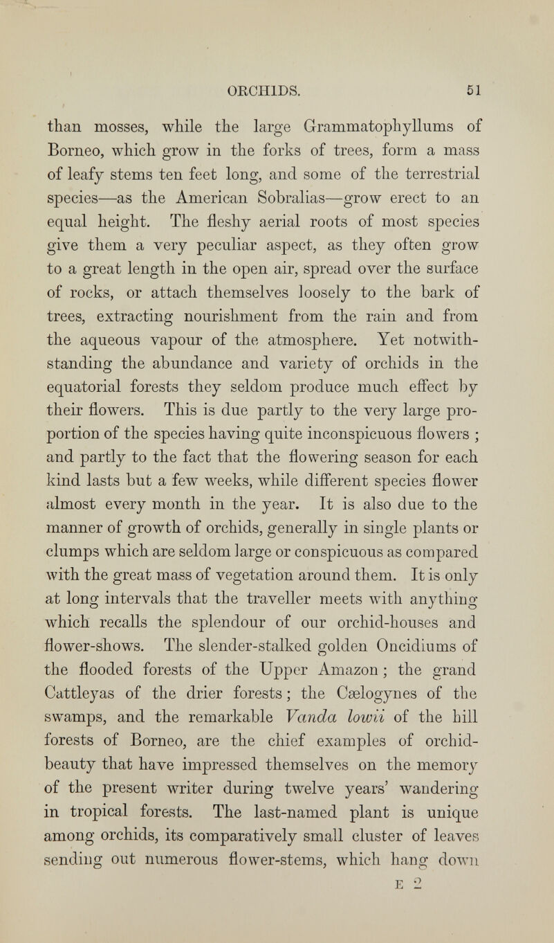 ORCHIDS. 51 than mosses, while the large Grammatophyllums of Borneo, which grow in the forks of trees, form a mass of leafy stems ten feet long, and some of the terrestrial species—as the American Sobralias—grow erect to an equal height. The fleshy aerial roots of most species give them a very peculiar aspect, as they often grow to a great length in the open air, spread over the surface of rocks, or attach themselves loosely to the bark of trees, extracting nourishment from the rain and from the aqueous vapour of the atmosphere. Yet notwith¬ standing the abundance and variety of orchids in the equatorial forests they seldom produce much effect by their flowers. This is due partly to the very large pro¬ portion of the species having quite inconspicuous flowers ; and partly to the fact that the flowering season for each kind lasts but a few weeks, while diflerent species flower almost every month in the year. It is also due to the manner of growth of orchids, generally in single plants or clumps which are seldom large or conspicuous as compared with the great mass of vegetation around them. It is only at long intervals that the traveller meets with anything which recalls the splendour of our orchid-houses and flower-shows. The slender-stalked golden Oncidiums of the flooded forests of the Upper Amazon ; the grand Cattleyas of the drier forests ; the Caelogynes of the swamps, and the remarkable Vanda lowii of the hill forests of Borneo, are the chief examples of orchid- beauty that have impressed themselves on the memory of the present writer during twelve years' wandering in tropical forests. The last-named plant is unique among orchids, its comparatively small cluster of leaves sending out numerous flower-stems, which hang down