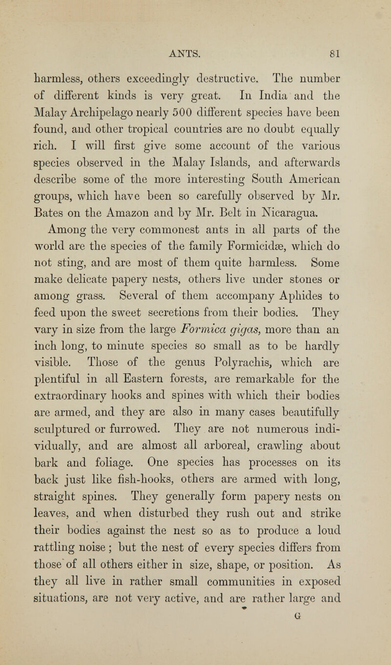 ANTS. 81 harmless, others exceedingly destructive. The number of different kinds is very great. In India and the Malay Archipelago nearly 500 different species have been found, and other tropical countries are no doubt equally rich. I will first give some account of the various species observed in the Malay Islands, and afterwards describe some of the more interesting South American groups, which have been so carefully observed by Mr. Bates on the Amazon and by Mr. Belt in Nicaragua. Among the very commonest ants in all parts of the world are the species of the family Formicidse, which do not sting, and are most of them quite harmless. Some make delicate papery nests, others live under stones or among grass. Several of them accompany Aphides to feed upon the sweet secretions from their bodies. They vary in size from the large Formica gigas, more than an inch long, to minute species so small as to be hardly visible. Those of the genus Polyrachis, which are plentiful in all Eastern forests, are remarkable for the extraordinary hooks and spines with which their bodies are armed, and they are also in many cases beautifully sculptured or furrowed. They are not numerous indi¬ vidually, and are almost all arboreal, crawling about bark and foliage. One species has processes on its back just like fish-hooks, others are armed with long, straight spines. They generally form papery nests on leaves, and when disturbed they rush out and strike their bodies against the nest so as to produce a loud rattling noise ; but the nest of every species differs from those of all others either in size, shape, or position. As they all live in rather small communities in exposed situations, are not very active, and are rather large and