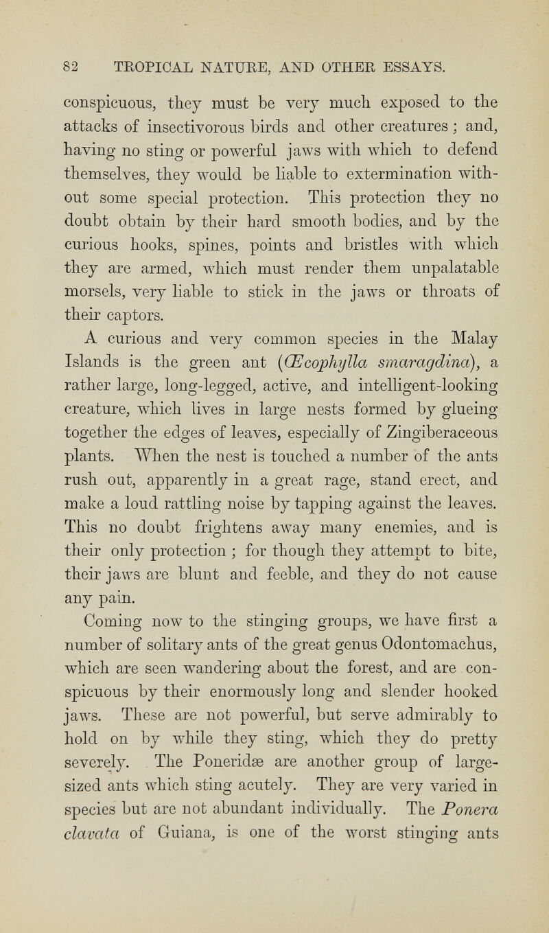 82 TEOPICAL NATURE, AND OTHER ESSAYS. conspicuous, tbey must be very much exposed to the attacks of insectivorous birds and other creatures ; and, having no sting or powerful jaws with which to defend themselves, they would be liable to extermination with¬ out some special protection. This protection they no doubt obtain by their hard smooth bodies, and by the curious hooks, spines, points and bristles with which they are armed, which must render them unpalatable morsels, very liable to stick in the jaws or throats of their captors. A curious and very common species in the Malay Islands is the green ant [Œco^hylla smaragdina), a rather large, long-legged, active, and intelligent-looking creature, which lives in large nests formed by glueing together the edges of leaves, especially of Zingiberaceous plants. When the nest is touched a number of the ants rush out, apparently in a great rage, stand erect, and make a loud rattling noise by tapping against the leaves. This no doubt frightens aw^ay many enemies, and is their only protection ; for though they attempt to bite, their jaws are blunt and feeble, and they do not cause any pain. Coming now to the stinging groups, we have first a number of solitary ants of the great genus Odontomachus, which are seen wandering about the forest, and are con¬ spicuous by their enormously long and slender hooked jaws. These are not powerful, but serve admirably to hold on by while they sting, which they do pretty severely. The Poneridae are another group of large- sized ants which sting acutely. They are very varied in species but are not abundant individually. The Ponera clavata of Guiana, is one of the worst stinging ants