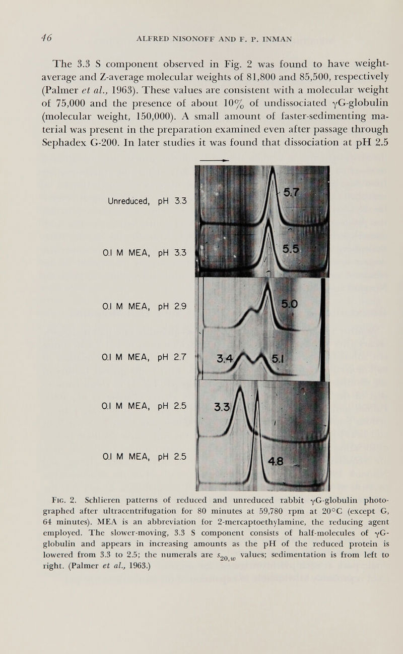 46 ALFRED NISONOFF AND F. P. INMAN The 3.3 S component observed in Fig. 2 was found to have weight- average and Z-average molecular weights of 81,800 and 85,500, respectively (Palmer et al., 1963). These values are consistent with a molecular weight of 75,000 and the presence of about 10% of undissociated yG-globulin (molecular weight, 150,000). A small amount of faster-sedimenting ma¬ terial was present in the preparation examined even after passage through Sephadex G-200. In later studies it was found that dissociation at pH 2.5 Unreduced, pH 3,3 0.1 M MEA, pH 3.3 0.1 M MEA, pH 2,9 Ol M MEA, pH 2.7 0.1 M MEA, pH 2.5 0.1 M MEA, pH 2.5 Fig. 2. Schlieren patterns of reduced and unreduced rabbit YG-globulin photo¬ graphed after ultracentrifugation for 80 minutes at 59,780 rpm at 20°С (except G, 64 minutes). MEA is an abbreviation for 2-mercaptoethylamine, the reducing agent employed. The slower-moving, 3.3 S component consists of half-molecules of yG- globulin and appears in increasing amounts as the pH of the reduced protein is lowered from 3.3 to 2.5; the numerals are ^20 w sedimentation is from left to right. (Palmer et al., 1963.)