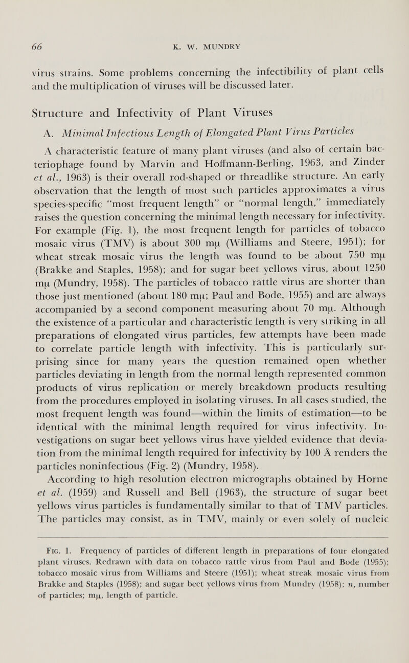 66 к. W. mundry virus strains. Some problems concerning the infectibility o£ plant cells and the multiplication of viruses will be discussed later. Structure and Infectivity of Plant Viruses A. Minimal Infectious Length of Elongated Plant Virus Particles A characteristic feature of many plant viruses (and also of certain bac¬ teriophage found by Marvin and Hoffmann-Berling, 1963, and Zinder et al., 1963) is their overall rod-shaped or threadlike structure. An early observation that the length of most such particles approximates a virus species-specific most frequent length or normal length, immediately raises the question concerning the minimal length necessary for infectivity. For example (Fig. 1), the most frequent length for particles of tobacco mosaic virus (TMV) is about 300 тц (Williams and Steere, 1951); for wheat streak mosaic virus the length was found to be about 750 mpi (Brakke and Staples, 1958); and for sugar beet yellows virus, about 1250 m|i (Mundry, 1958). The particles of tobacco rattle virus are shorter than those just mentioned (about 180 m^; Paul and Bode, 1955) and are always accompanied by a second component measuring about 70 тц. Although the existence of a particular and characteristic length is very striking in all preparations of elongated virus particles, few attempts have been made to correlate particle length with infectivity. This is particularly sur¬ prising since for many years the question remained open whether particles deviating in length from the normal length represented common products of virus replication or merely breakdown products resulting from the procedures employed in isolating viruses. In all cases studied, the most frequent length was found—within the limits of estimation—to be identical with the minimal length required for virus infectivity. In¬ vestigations on sugar beet yellows virus have yielded evidence that devia¬ tion from the minimal length required for infectivity by 100 Â renders the particles noninfectious (Fig. 2) (Mundry, 1958). According to high resolution electron micrographs obtained by Home et al. (1959) and Russell and Bell (1963), the structure of sugar beet yellows virus particles is fundamentally similar to that of TMV particles. The particles may consist, as in TMV, mainly or even solely of nucleic Fig. 1. Frequency of particles of different length in preparations of four elongated plant viruses. Redrawn with data on tobacco rattle virus from Paul and Bode (1955); tobacco mosaic virus from Williams and Steere (1951); wheat streak mosaic virus from Brakke and Staples (1958); and sugar beet yellows virus from Mundry (1958); n, number of particles: nijj,, length of particle.