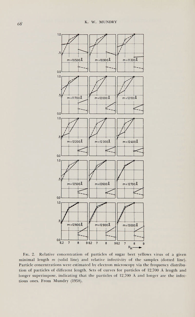 68 к. W. MUNDRY 1.0 .5 0.0 1.0 ■ч 0.0 1.0 и т=11700Д Fig. 2. Relative concentration of particles of sugar beet yellows virus of a given minimal length m (solid line) and relative infectivity of the samples (dotted line). Particle concentrations were estimated by electron microscopy via the frequency distribu¬ tion of particles of different length. Sets of curves for particles of 12,700 Â length and longer superimpose, indicating that the particles of 12,700 Ä and longer are the infec¬ tious ones. From Mundry (1958).
