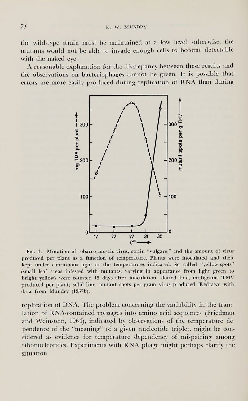 74 к. W. MUNDRY the wild-type strain must be maintained at a low level, otherwise, the mutants would not be able to invade enough cells to become detectable with the naked eye. A reasonable explanation for the discrepancy between these results and the observations on bacteriophages cannot be given. It is possible that errors are more easily produced during replication of RNA than during Fig. 4. Mutation of tobacco mosaic virus, strain vulgare, and the amount of virus produced per plant as a function of temperature. Plants were inoculated and then kept under continuous light at the temperatures indicated. So called yellow-spots (small leaf areas infested with mutants, varying in appearance from light green to bright yellow) were counted 15 days after inoculation; dotted line, milligrams TMV produced per plant; solid line, mutant spots per gram virus produced. Redrawn with data from Mundry (1957b). replication of DNA. The problem concerning the variability in the trans¬ lation of RNA-contained messages into amino acid sequences (Friedman and Weinstein, 1964), indicated by observations of the temperature de¬ pendence of the meaning of a given nucleotide triplet, might be con¬ sidered as evidence for temperature dependency of mispairing among ribonucleotides. Experiments with RNA phage might perhaps clarify the situation.