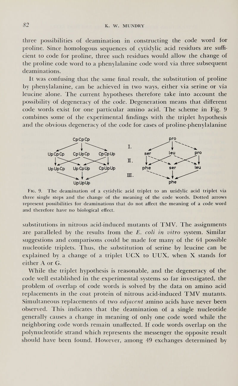 82 к. W. MUNDRY three possibilities of cleamination in constructing the code word for proline. Since homologous sequences of cytidylic acid residues are suffi¬ cient to code for proline, three such residues would allow the change of the proline code word to a phenylalanine code word via three subsequent deaminations. It was confusing that the same final result, the substitution of proline by phenylalanine, can be achieved in two ways, either via serine or via leucine alone. The current hypotheses therefore take into account the possibility of degeneracy of the code. Degeneration means that different code words exist for one particular amino acid. The scheme in Fig. 9 combines some of the experimental findings with the triplet hypothesis and the obvious degeneracy of the code for cases of proline-phenylalanine UpCpCp CpCpUp pro UpUpCp CpUpUp I. Ш. Fig. 9. The deamination of a cytidylic acid triplet to an uridylic acid triplet via three single steps and the change of the meaning of the code words. Dotted arrows represent possibilities for deaminations that do not affect the meaning of a code word and therefore have no biological effect. substitutions in nitrous acid-induced mutants of TMV. The assignments are paralleled by the results from the E. coli in vitro system. Similar suggestions and comparisons coidd be made for many of the 64 possible nucleotide triplets. Thus, the substitution of serine by leucine can be explained by a change of a triplet UCX to UUX, when X stands for either A or G. While the triplet hypothesis is reasonable, and the degeneracy of the code well established in the experimental systems so far investigated, the problem of overlap of code words is solved by the data on amino acid replacements in the coat protein of nitrous acid-induced TMV mutants. Simultaneous replacements of two adjacent amino acids have never been observed. This indicates that the deamination of a single nucleotide generally causes a change in meaning of only one code word while the neighboring code words remain unaffected. If code words overlap on the polynucleotide strand which represents the messenger the opposite result should have been found. However, among 49 exchanges determined by