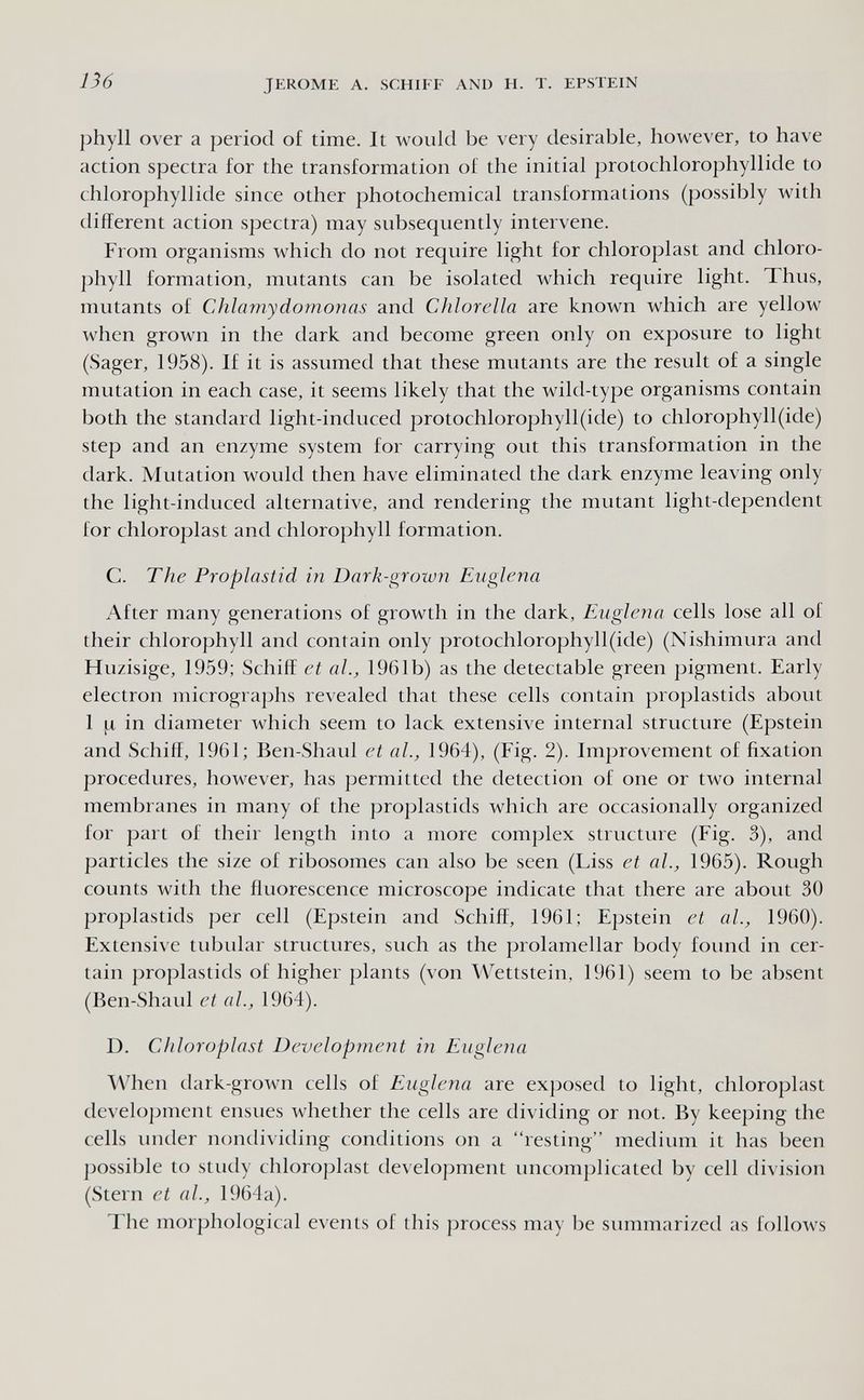 136 JEROME A. SCHIFF AND H. T. EPSTEIN phyll over a period of time. It would be very desirable, however, to have action spectra for the transformation of the initial protochlorophyllide to chlorophyllide since other photochemical transformations (possibly with different action spectra) may subsequently intervene. From organisms which do not require light for chloroplast and chloro¬ phyll formation, mutants can be isolated which require light. Thus, mutants of Chlamydomonas and Chlorella are known which are yellow when grown in the dark and become green only on exposure to light (Sager, 1958). If it is assumed that these mutants are the result of a single mutation in each case, it seems likely that the wild-type organisms contain both the standard light-induced protochlorophyll(ide) to chlorophyll(ide) step and an enzyme system for carrying out this transformation in the dark. Mutation would then have eliminated the dark enzyme leaving only the light-induced alternative, and rendering the mutant light-dependent for chloroplast and chlorophyll formation. C. The Proplastid in Dark-grown Euglena After many generations of growth in the dark. Euglena cells lose all of their chlorophyll and contain only protochlorophyll(ide) (Nishimura and Huzisige, 1959; Schiff et al., 1961b) as the detectable green pigment. Early electron micrographs revealed that these cells contain proplastids about 1 |л in diameter which seem to lack extensive internal structure (Epstein and Schiff, 1961; Ben-Shaul et al., 1964), (Fig. 2). Improvement of fixation procedures, however, has permitted the detection of one or two internal membranes in many of the proplastids which are occasionally organized for part of their length into a more complex structure (Fig. 3), and particles the size of ribosomes can also be seen (Liss et al., 1965). Rough counts with the fluorescence microscope indicate that there are about 30 proplastids per cell (Epstein and Schiff, 1961; Epstein et al., 1960). Extensive tubular structures, such as the prolamellar body found in cer¬ tain proplastids of higher plants (von Wettstein, 1961) seem to be absent (Ben-Shaul et al., 1964). D. Chloroplast Development in Euglena When dark-grown cells of Euglena are exposed to light, chloroplast development ensues whether the cells are dividing or not. By keeping the cells imder nondividing conditions on a resting medium it has been possible to study chlorojjlast development uncomj)licated by cell division (Stern et al., 1964a). The morphological events of this process may be summarized as follows