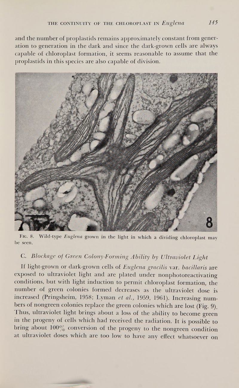 THE CONTINUITY OF THE CHLOROPLAST IN Euglena 145 and the number of proplastids remains approximately constant from gener¬ ation to generation in the dark and since the dark-grown cells are always capable of chloroplast formation, it seems reasonable to assume that the jjroplastids in this species are also capable of division. Fig. 8. Wild-type Euglena grown in the light in which a dividing chloroplast may be seen. C. Blockage of Green Colony-Forming Ability by Ultraviolet Light If light-grown or dark-grown cells of Euglena gracilis var. bacillaris are exposed to ultraviolet light and are plated under nonphotoreactivating conditions, but with light induction to permit chloroplast formation, the number of green colonies formed decreases as the idtraviolet dose is increased (Pringsheim, 1958; Lyman et al., 1959, 1961). Increasing num¬ bers of nongreen colonies replace the green colonies which are lost (Fig. 9). Thus, ultraviolet light brings about a loss of the ability to become green in the progeny of cells which had received the radiation. It is possible to bring about 100% conversion of the progeny to the nongreen condition at ultraviolet doses which are too low to have any effect whatsoever on