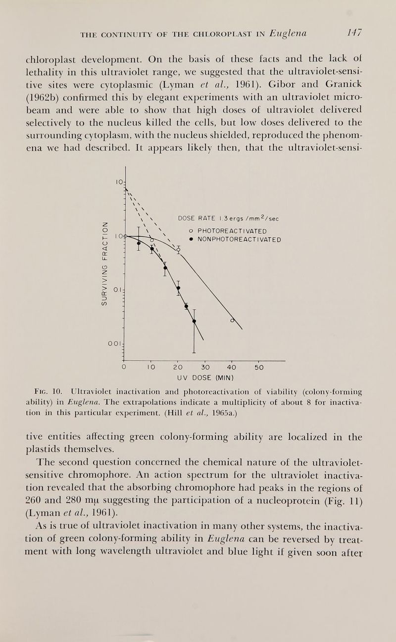 THE CONTINUITY OF THE CHLOROPLAST IN Euglena 147 chloroplast development. On the basis of these facts and the lack of lethality in this ultraviolet range, we suggested that the ultraviolet-sensi¬ tive sites were cytoplasmic (Lyman ct al., 1961). Gibor and Granick (1962b) confirmed this by elegant experiments with an ultraviolet micro- beam and were able to show that high doses of ultraviolet delivered selectively to the nucleus killed the cells, but low doses delivered to the surrounding cytoplasm, with the nucleus shielded, reproduced the phenom¬ ena we had described. It appears likely then, that the ultraviolet-sensi- UV DOSE (MIN) Fig. 10. Ultraviolet inactivation and photoreactivation of viability (colony-forming ability) in Euglena. The extrapolations indicate a multiplicity of about 8 for inactiva¬ tion in this particular experiment. (Hill et al., 1965a.) tive entities affecting green colony-forming ability are localized in the plastids themselves. The second question concerned the chemical nature of the ultraviolet- sensitive chromophore. An action spectrum for the ultraviolet inactiva¬ tion revealed that the absorbing chromophore had peaks in the regions of 260 and 280 m¡j, suggesting the participation of a nucleoprotein (Fig. 11) (Lyman et al., 1961). As is true of ultraviolet inactivation in many other systems, the inactiva¬ tion of green colony-forming ability in Euglena can be reversed by treat¬ ment with long wavelength ultraviolet and blue light if given soon after