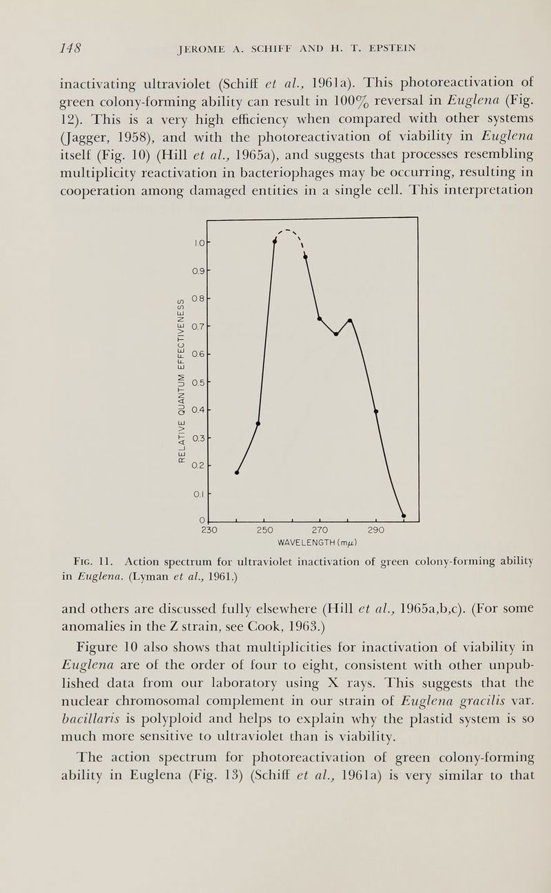 148 JEROME A. SCHIFF AND H. T. EPSTEIN inactivating ultraviolet (Schiff et al., 1961a). This photoreactivation of green colony-forming ability can result in 100% reversal in Euglena (Fig. 12). This is a very high efficiency when compared with other systems (Jagger, 1958), and with the photoreactivation of viability in Euglena itself (Fig. 10) (Hill et al., 1965a), and suggests that processes resembling multiplicity reactivation in bacteriophages may be occurring, resulting in cooperation among damaged entities in a single cell. This interpretation WAVELENGTH (m/i) Fig. 11. Action spectrum for ultraviolet inactivation of green colony-forming ability in Euglena. (Lyman et al., 1961.) and others are discussed fully elsewhere (Hill et al., 1965a,b,c). (For some anomalies in the Z strain, see Cook, 1963.) Figure 10 also shows that multiplicities for inactivation of viability in Euglena are of the order of four to eight, consistent with other unpub¬ lished data from our laboratory using X rays. This suggests that the nuclear chromosomal complement in our strain of Euglena gracilis var. baeillaris is polyploid and helps to explain why the plastid system is so much more sensitive to ultraviolet than is viability. The action spectrum for photoreactivation of green colony-forming ability in Euglena (Fig. 13) (Schiff et al, 1961a) is very similar to that