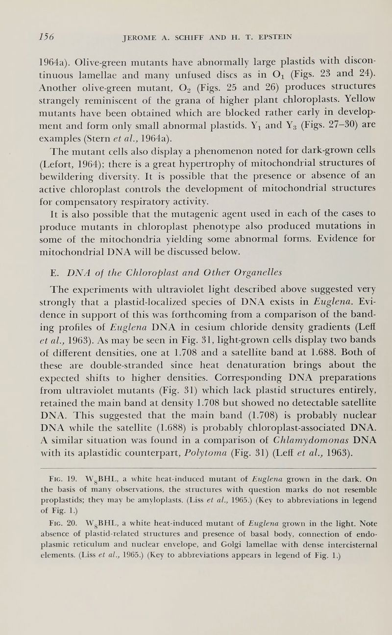 156 JEROME A. SCHIFF AND H. T. EPSTEIN 1964a). Olive-green mutants have abnormally large plastids with discon¬ tinuous lamellae and many unfused discs as in Oi (Figs. 23 and 24). Another olive-green mutant, Oo (Figs. 25 and 26) produces structures strangely reminiscent of the grana of higher plant chloroplasts. Yellow mutants have been obtained which are blocked rather early in develop¬ ment and form only small abnormal plastids. Yx and Y3 (Figs. 27-30) are examples (Stern et al., 1964a). The mutant cells also display a phenomenon noted for dark-grown cells (Lefort, 1964): there is a great hypertrophy of mitochondrial structures of bewildering diversity. It is possible that the presence or absence of an active chloroplast controls the development of mitochondrial structures for compensatory respiratory activity. It is also possible that the mutagenic agent used in each of the cases to produce mutants in chloroplast phenotype also produced mutations in some of the mitochondria yielding some abnormal forms. Evidence for mitochondrial DNA will be discussed below. E. DNA of the Chloroplast and Other Organelles The experiments with ultraviolet light described above suggested very strongly that a plastid-localized species of DNA exists in Euglena. Evi¬ dence in support of this was forthcoming from a comparison of the band¬ ing profiles of Euglena DNA in cesium chloride density gradients (Left et al., 1963). As may be seen in Fig. 31, light-grown cells display two bands of different densities, one at 1.708 and a satellite band at 1.688. Both of these are double-stranded since heat denatination brings about the expected shifts to higher densities. Corresponding DNA preparations from ultraviolet mutants (Fig. 31) which lack plastid structures entirely, retained the main band at density 1.708 but showed no detectable satellite DNA. This suggested that the main band (1.708) is probably nuclear DNA while the satellite (1.688) is probably chloroplast-associated DNA. A similar situation was found in a comparison of Chlamydomonas DNA with its aplastidic counter23art, Polytorna (Fig. 31) (Leff et al., 1963). Fig. 19. AV^BHL, a white heat-induced mutant of Euglena grown in the dark. On the basis of many observations, the structures with question marks do not resemble proplastids; they may be amyloplasts. (Liss et al., 1965.) (Key to abbreviations in legend of Fig. 1.) Fig. 20. WgBHL, a white heat-induced mutant of Euglena grown in the light. Note absence of plastid-related structures and presence of basal body, connection of endo¬ plasmic reticulum and nuclear envelope, and Golgi lamellae with dense intercisternal elements. (Liss et al., 1965.) (Key to abbreviations appears in legend of Fig. 1.)