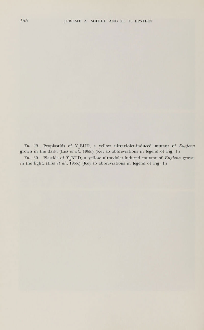 166 JEROME A. SCHIFF AND H. T. EPSTEIN Fig. 29. Proplastids of Yj^BUD, a yellow ultraviolet-induced mutant of Euglena grown in the dark. (Liss et al., 1965.) (Key to abbreviations in legend of Fig. 1.) Fig. 30. Plastids of Y^BUD, a yellow ultraviolet-induced mutant of Euglena grown in the light. (Liss et al., 1965.) (Key to abbreviations in legend of Fig. 1.)