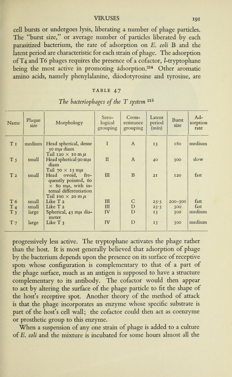 VIRUSES 191 cell bursts or undergoes lysis, liberating a number of phage particles. The burst size, or average number of particles liberated by each parasitized bacterium, the rate of adsorption on E. coli В and the latent period are characteristic for each strain of phage. The adsorption of T4 and T6 phages requires the presence of a cofactor, /-tryptophane being the most active in promoting ádsorption.^^^ Other aromatic amino acids, namely phenylalanine, diiodotyrosine and tyrosine, are TABLE 47 The bacteriophages of the T system progressively less active. The tryptophane activates the phage rather than the host. It is most generally believed that adsorption of phage by the bacterium depends upon the presence on its surface of receptive spots whose configuration is complementary to that of a part of the phage surface, much as an antigen is supposed to have a structure complementary to its antibody. The cofactor would then appear to act by altering the surface of the phage particle to fit the shape of the host's receptive spot. Another theory of the method of attack is that the phage incorporates an enzyme whose specific substrate is part of the host's cell wall ; the cofactor could then act as coenzyme or prosthetic group to this enzyme. When a suspension of any one strain of phage is added to a culture of E. coli and the mixture is incubated for some hours almost all the