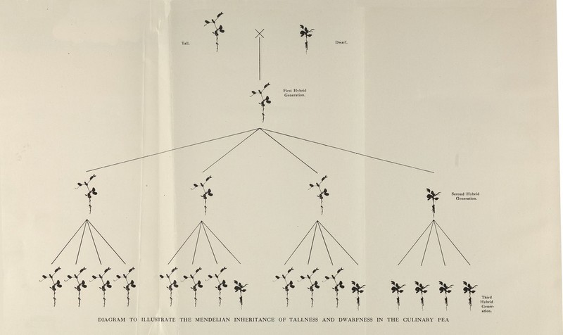 X t ^ ^ First Hybrid \ ^ Generation. Second Hybrid Generation. i Í I T T T Hybrid DIAGRAM TO ILLUSTRATE THE MENDELIAN INHERITANCE OF TALLNESS AND DWARFNESS IN THE CULINARY PEA