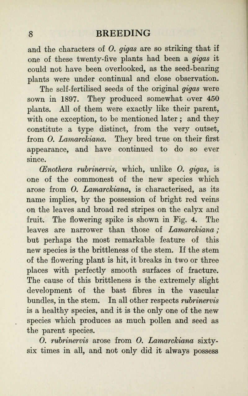 8 BREEDING and the characters of 0. gigas are so striking that if one of these twenty-five plants had been a gigas it could not have been overlooked, as the seed-bearing plants were under continual and close observation. The self-fertilised seeds of the original gigas were sown in 1897. They produced somewhat over 450 plants. All of them were exactly like their parent, with one exception, to be mentioned later ; and they constitute a type distinct, from the very outset, from 0. Lamarckiana. They bred true on their first appearance, and have continued to do so ever since. Œnothera rubrinervis^ which, unlike 0. gigas, is one of the commonest of the new species which arose from 0. Lamarckiana, is characterised, as its name implies, by the possession of bright red veins on the leaves and broad red stripes on the calyx and fruit. The flowering spike is shown in Fig. 4. The leaves are narrower than those of Lamarckiana ; but perhaps the most remarkable feature of this new species is the brittleness of the stem. If the stem of the flowering plant is hit, it breaks in two or three places with perfectly smooth surfaces of fracture. The cause of this brittleness is the extremely slight development of the bast fibres in the vascular bundles, in the stem. In all other respects rubrinervis is a healthy species, and it is the only one of the new species which produces as much pollen and seed as the parent species. 0. rubrinervis arose from 0. Lamarckiana sixty- six times in all, and not only did it always possess