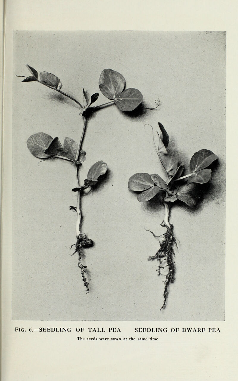 Fig. 6.—seedling of tall pea seedling of dwarf pea The seeds were sown at the same time.