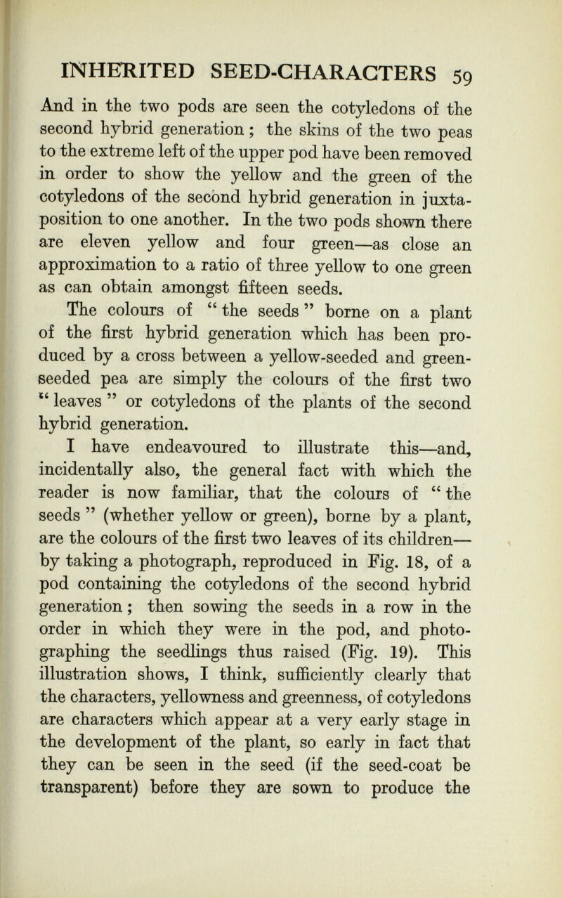 INHERITED SEED-GHARAGTERS 59 And in the two pods are seen the cotyledons of the second hybrid generation ; the skins of the two peas to the extreme left of the upper pod have been removed in order to show the yellow and the green of the cotyledons of the second hybrid generation in juxta¬ position to one another. In the two pods shown there are eleven yellow and four green—as close an approximation to a ratio of three yellow to one green as can obtain amongst fifteen seeds. The colours of  the seeds  borne on a plant of the first hybrid generation which has been pro¬ duced by a cross between a yellow-seeded and green- seeded pea are simply the colours of the first two  leaves  or cotyledons of the plants of the second hybrid generation. I have endeavoured to illustrate this—and, incidentally also, the general fact with which the reader is now familiar, that the colours of  the seeds  (whether yellow or green), borne by a plant, are the colours of the first two leaves of its children— by taking a photograph, reproduced in Fig. 18, of a pod containing the cotyledons of the second hybrid generation ; then sowing the seeds in a row in the order in which they were in the pod, and photo¬ graphing the seedlings thus raised (Fig. 19). This illustration shows, I think, sufíiciently clearly that the characters, yellowness and greenness, of cotyledons are characters which appear at a very early stage in the development of the plant, so early in fact that they can be seen in the seed (if the seed-coat be transparent) before they are sown to produce the