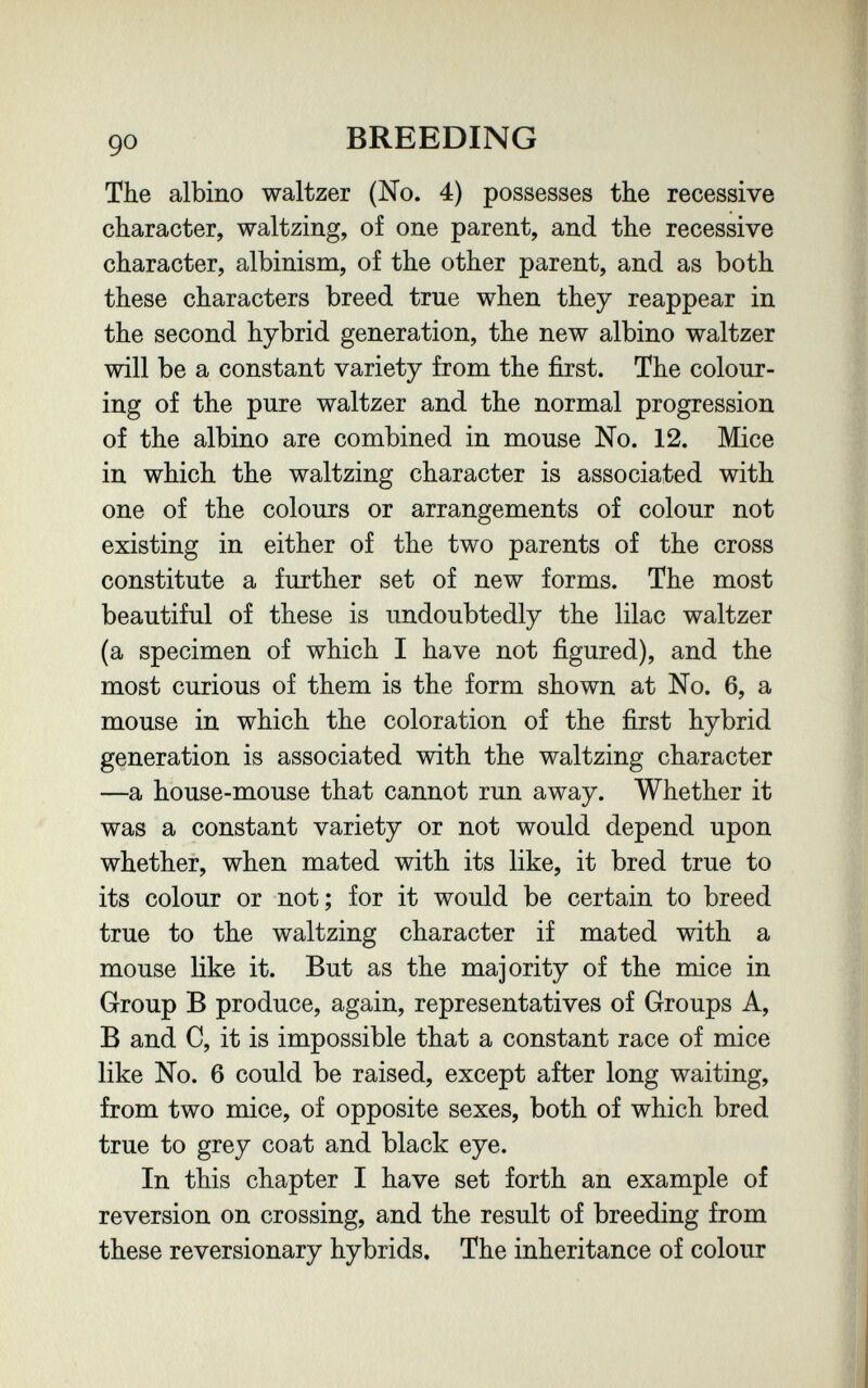 90 BREEDING The albino waltzer (No. 4) possesses the recessive character, waltzing, of one parent, and the recessive character, albinism, of the other parent, and as both these characters breed true when they reappear in the second hybrid generation, the new albino waltzer will be a constant variety from the first. The colour¬ ing of the pure waltzer and the normal progression of the albino are combined in mouse No. 12. Mice in which the waltzing character is associated with one of the colours or arrangements of colour not existing in either of the two parents of the cross constitute a further set of new forms. The most beautiful of these is undoubtedly the lilac waltzer (a specimen of which I have not figured), and the most curious of them is the form shown at No. 6, a mouse in which the coloration of the first hybrid generation is associated with the waltzing character —a house-mouse that cannot run away. Whether it was a constant variety or not would depend upon whether, when mated with its like, it bred true to its colour or not; for it would be certain to breed true to the waltzing character if mated with a mouse like it. But as the majority of the mice in Group В produce, again, representatives of Groups A, В and C, it is impossible that a constant race of mice like No. 6 could be raised, except after long waiting, from two mice, of opposite sexes, both of which bred true to grey coat and black eye. In this chapter I have set forth an example of reversion on crossing, and the result of breeding from these reversionary hybrids. The inheritance of colour