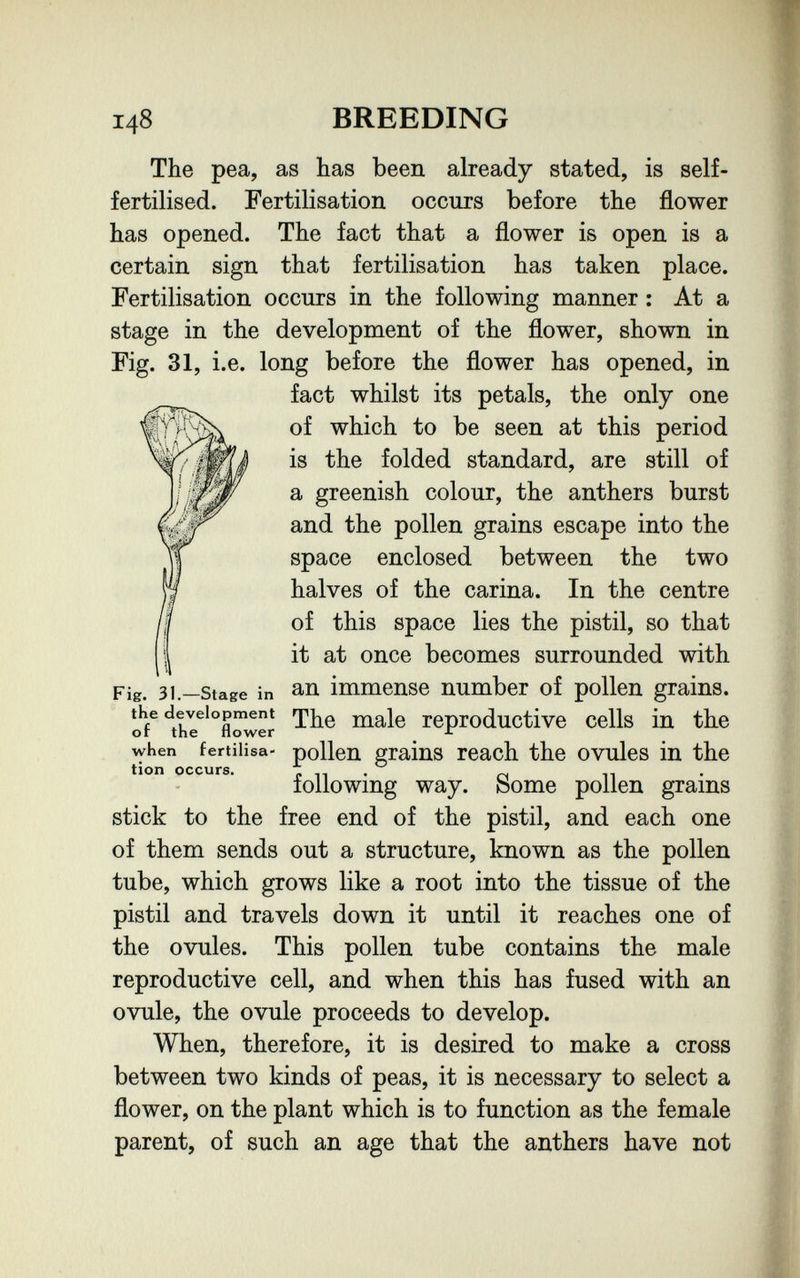 148 BREEDING The pea, as has been already stated, is self- fertilised. Fertilisation occurs before the flower has opened. The fact that a flower is open is a certain sign that fertilisation has taken place. Fertilisation occurs in the following manner : At a stage in the development of the flower, shown in Fig. 31, i.e. long before the flower has opened, in fact whilst its petals, the only one of which to be seen at this period is the folded standard, are still of a greenish colour, the anthers burst and the pollen grains escape into the space enclosed between the two halves of the carina. In the centre of this space lies the pistil, so that it at once becomes surrounded with Fig. 31.—Stage in ап immense number of pollen grains. male reproductive cells in the when fertilisa- роПеп graius геасЬ the ovules in the tion occurs. en- 01 m loilowmg way. bome pollen grams stick to the free end of the pistil, and each one of them sends out a structure, known as the pollen tube, which grows like a root into the tissue of the pistil and travels down it until it reaches one of the ovules. This pollen tube contains the male reproductive cell, and when this has fused with an ovule, the ovule proceeds to develop. When, therefore, it is desired to make a cross between two kinds of peas, it is necessary to select a flower, on the plant which is to function as the female parent, of such an age that the anthers have not