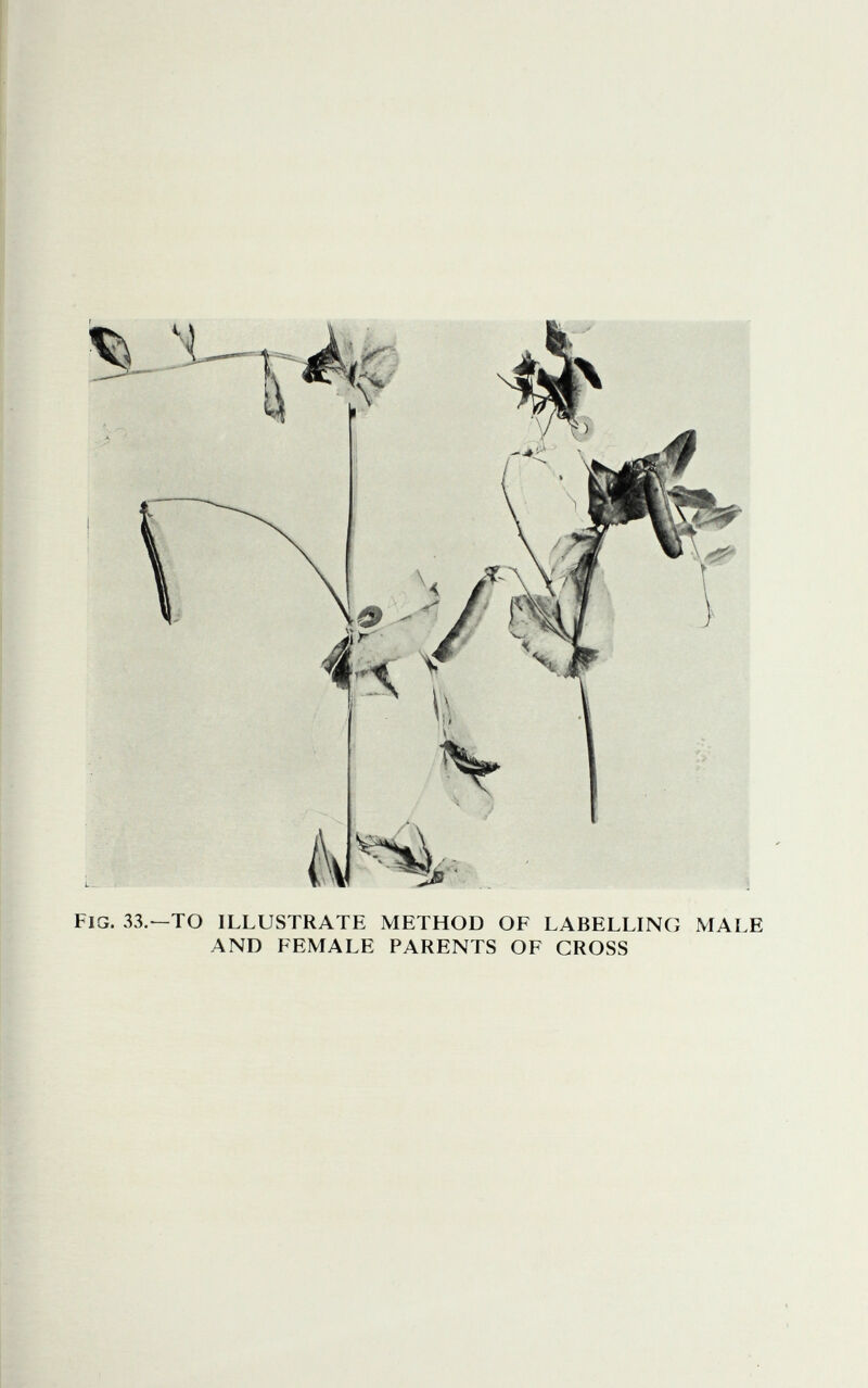 Fig. 33.—to illustrate method of labelling male and female parents of cross