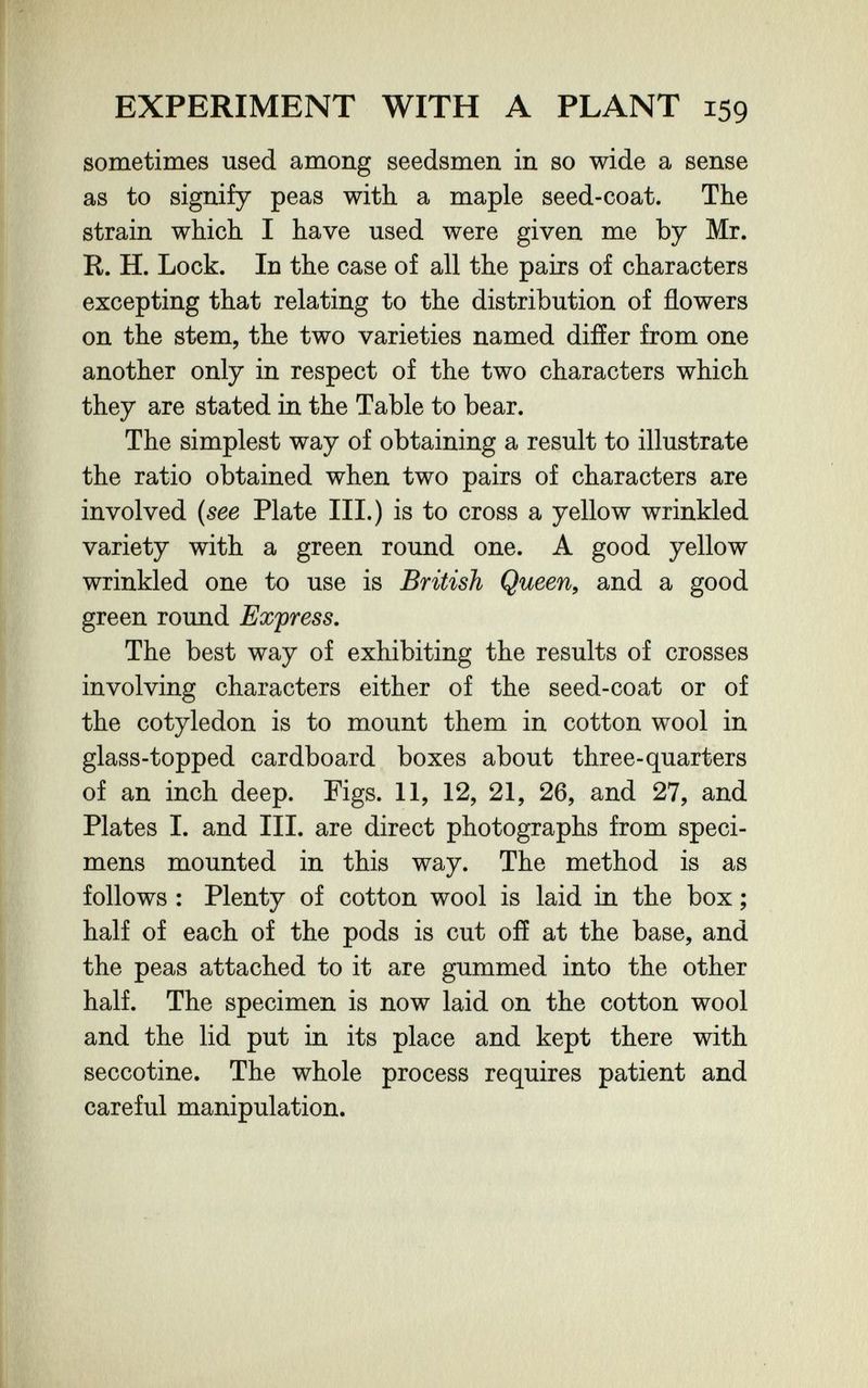 EXPERIMENT WITH A PLANT 159 sometimes used among seedsmen in so wide a sense as to signify peas with a maple seed-coat. The strain which I have used were given me by Mr. R. H. Lock. In the case of all the pairs of characters excepting that relating to the distribution of flowers on the stem, the two varieties named difíer from one another only in respect of the two characters which they are stated in the Table to bear. The simplest way of obtaining a result to illustrate the ratio obtained when two pairs of characters are involved (see Plate III.) is to cross a yellow wrinkled variety with a green round one. A good yellow wrinkled one to use is British Queen, and a good green round Express. The best way of exhibiting the results of crosses involving characters either of the seed-coat or of the cotyledon is to mount them in cotton wool in glass-topped cardboard boxes about three-quarters of an inch deep. Figs. 11, 12, 21, 26, and 27, and Plates I. and III. are direct photographs from speci¬ mens mounted in this way. The method is as follows : Plenty of cotton wool is laid in the box ; half of each of the pods is cut ofí at the base, and the peas attached to it are gummed into the other half. The specimen is now laid on the cotton wool and the lid put in its place and kept there with seccotine. The whole process requires patient and careful manipulation.
