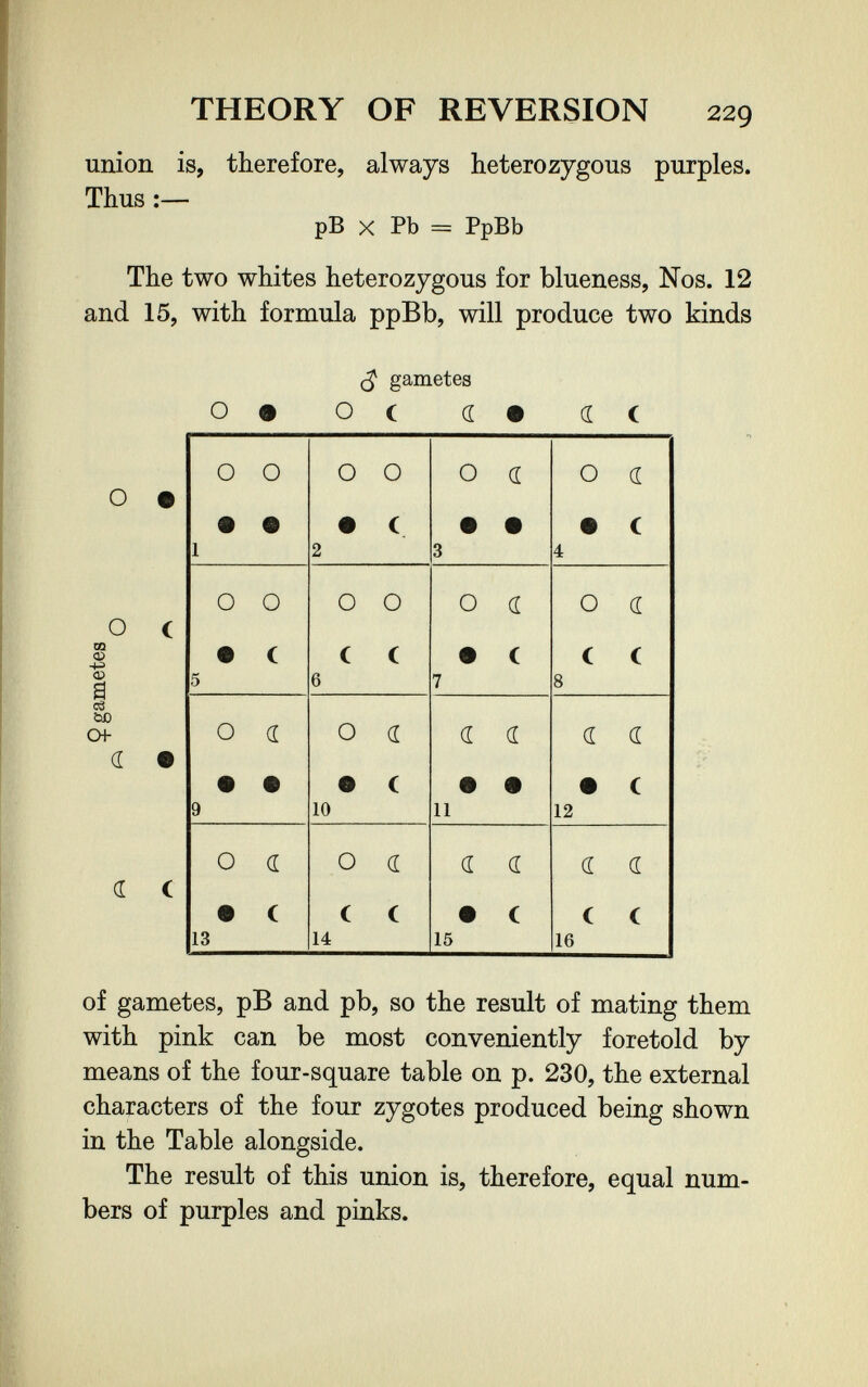 THEORY OF REVERSION 229 union is, therefore, always heterozygous purples. Thus :— pB X Pb = PpBb The two whites heterozygous for blueness, Nos. 12 and 15, with formula ppBb, will produce two kinds О • О с QQ Ф a cS bO сн¬ ег • d С of gametes, pB and pb, so the result of mating them with pink can be most conveniently foretold by means of the four-square table on p. 230, the external characters of the four zygotes produced being shown in the Table alongside. The result of this union is, therefore, equal num¬ bers of purples and pinks. gametes 09 ОС (Í# dC
