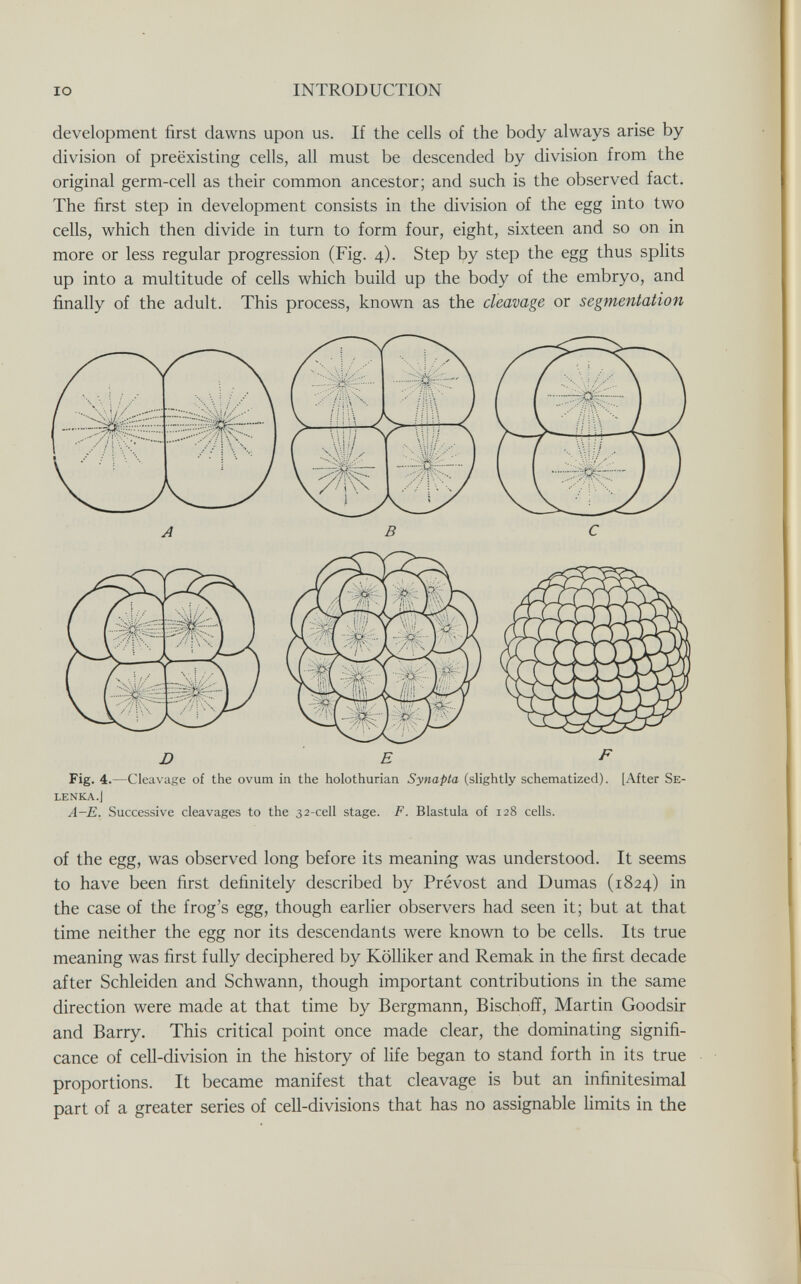 IO INTRODUCTION development first dawns upon us. If the cells of the body always arise by division of preexisting cells, all must be descended by division from the original germ-cell as their common ancestor; and such is the observed fact. The first step in development consists in the division of the egg into two cells, which then divide in turn to form four, eight, sixteen and so on in more or less regular progression (Fig. 4). Step by step the egg thus splits up into a multitude of cells which build up the body of the embryo, and finally of the adult. This process, known as the cleavage or segmentation D E P Fig. 4.—Cleavage of the ovum in the holothurian Synapta (slightly schematized). [After Se- LENKA.J A-E. Successive cleavages to the 32-ceIl stage. F. Blastula of 128 cells. of the egg, was observed long before its meaning was understood. It seems to have been first definitely described by Prévost and Dumas (1824) in the case of the frog's egg, though earlier observers had seen it; but at that time neither the egg nor its descendants were known to be cells. Its true meaning was first fully deciphered by Kölliker and Remak in the first decade after Schleiden and Schwann, though important contributions in the same direction were made at that time by Bergmann, Bischoff, Martin Goodsir and Barry. This critical point once made clear, the dominating signifi¬ cance of cell-division in the history of life began to stand forth in its true proportions. It became manifest that cleavage is but an infinitesimal part of a greater series of cell-divisions that has no assignable limits in the