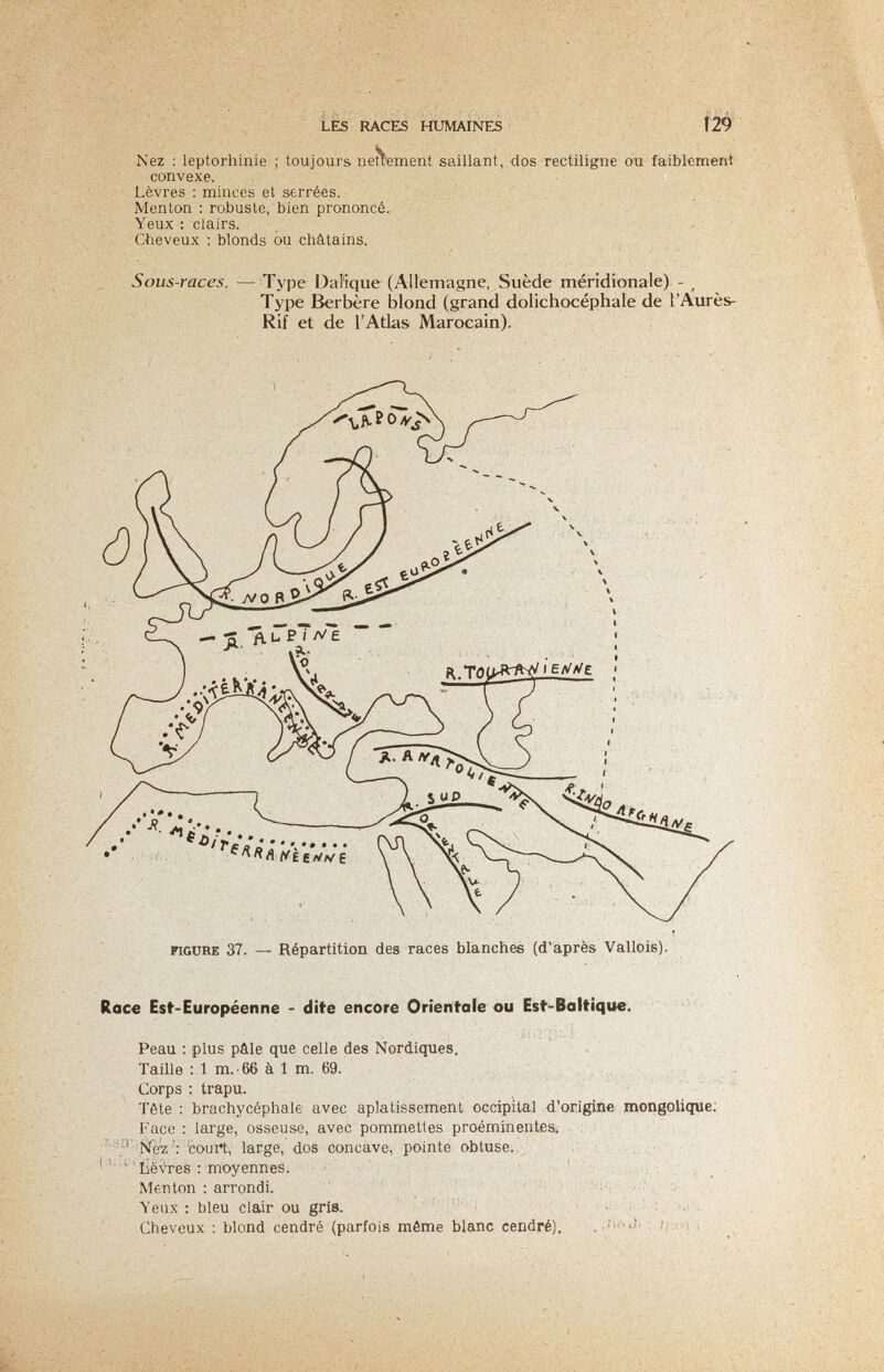 Lis RACES HUMAINES i'29 Nez : leptorhinie ; toujours neuement saillant, dos rectiligne ou faiblement convexe. Lèvres : minces et serrées. Menton : robuste, bien prononcé. Yeux : clairs. , Cèeveux : blonds ou châtains. Sous-races. — Type Dal'ique (Allemagne, Suède méridionale) - ^ Type Berbère blond (grand dolichocéphale de l'Aurès- Rif et de l'Atlas Marocain). Race Est-Européen ne - dite encore Orientale ou Est-Baltique. - Peau : plus pâle que celle des Nordiques. Taille : 1 m.-66 à 1 m. 69. Corps : trapu. Tête ; brachycéphale avec aplatissement occipUal d'origine mongolique; Face : large, osseuse, avec pommettes proéminentes» ■ •■'■v'-'coui't, large, dos concave, pointe obtuse. ' ' iiëvres : moyennes. • : ^ Menton ; arrondi. Yeux : bleu clair ou gris. ' • i • : ' Cheveux ; blond cendré (parfois même blanc cendré). '..iu-i«.!! : .