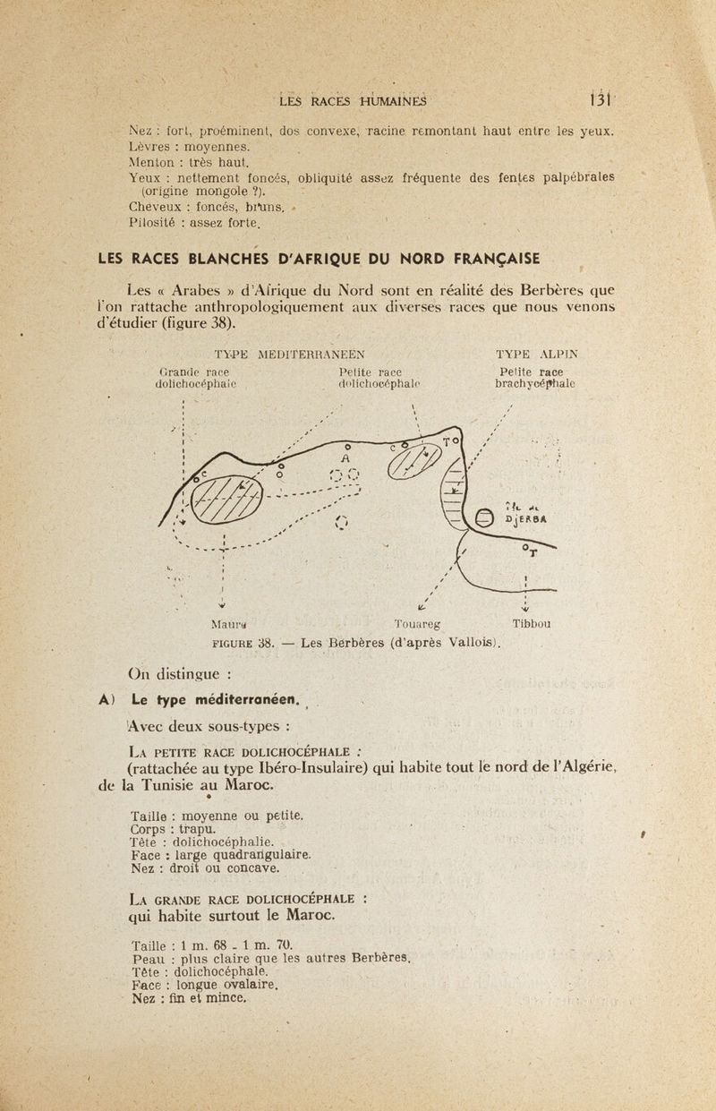 LËS RACES HUMAlNÉá Iii Nez : fori, proéminent, dos convexe, racine remontant haut entre les yeux. Lèvres ; moyennes. Menton ; très haut. Yeux : nettement foncés, obliquité assez fréquente des fentes palpébrales {origine mongole ?). - Cheveux : foncés, bi'uns. - Pilosité : assez forte. LES RACES BLANCHES D'AFRIQUE DU NORD FRANÇAISE Les « Arabes » d'Afrique du Nord sont en réalité des Berbères que Ton rattache anthropologiquement aux diverses races que nous venons d'étudier (figure 38). TY.PK MEDITERRANEEN Grande race dolichocéphale Petite race dolichocéphale TYPE ALPIN Pelite race brachycéi»hale Mauru Touareg Tibbou FIGURE 38. — Les Bérbères (d'après Vallois). On distingue : A) Le type médiferranéen, . Avec deux sous-types : La petite race dolichocéphale ; (rattachée au type Ibéro-Insulaire) qui habite tout le nord de l'Algérie, de la Tunisie au Maroc. Taille : moyenne ou petite. Corps : trapu. Tête : dolichocéphalie. Face ; large quadraiigulaire. Nez ; droit ou concave. La grande race dolichocéphale : qui habite surtout le Maroc. Taille ; 1 m. 68 - 1 m. 70. Peau ; plus claire que les autres Berbères. Tête : dolichocéphale. Face ; longue ovalaire. Nez : fin et mince.