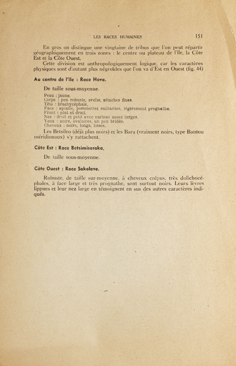 LES RACES HUMAINES 151 En gros on distingue une vingtaine de tribus que l'on peut répartir géographiquement en trois zones : le centre ou plateau de l'île, la Côte Est et la Côte Ouest. Cette division est anthropologiquement logique, car les caractères physiques sont d'autant plus négroïdes que l'on va d'Est en Ouest (fig. 44) Au centre de l'île : Race Hova. De taille sous-moyenne. Peau ; jaune. ' ■ Corps ; peu robuste, svelte, attaches fines. V - Tête : bracñycéphale. Face : aplatie, pommettes saillantes, légèrement prognathe. Front : plat et droit. , . Nez : droit et petit avec narines assez larges. Yeux : noirs, ovalaires, un peu bridés. Cheveux : noirs, longs, lisses. Les Betsileo (déjà plus noirs) et les Bara (vraiment noirs, type Bantou méridionaux) s'y rattachent. Côte Est : Race Betsimisaraka. De taille sous-moyenne. Côte Ouest : Race Sakalave. Robuste, de taille sur-moyenne, à cheveux crépus, très dolichocé¬ phales, à face large et très prognathe, sont surtout noirs. Leurs lèvres lippues et leur nez large en témoignent en sus des autres caractères indi¬ qués.