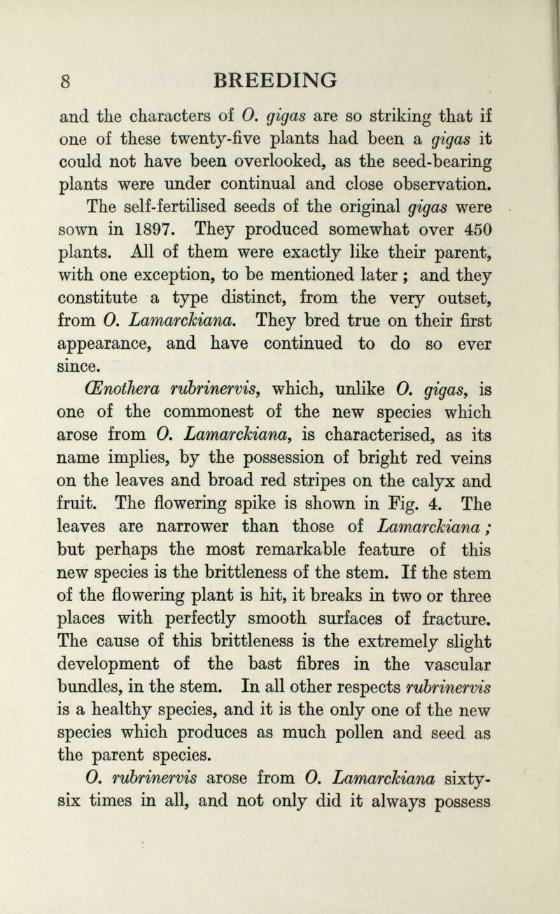 8 BREEDING and the characters of 0, gigas are so striking that if one of these twenty-five plants had been a gigas it could not have been overlooked, as the seed-bearing plants were under continual and close observation. The self-fertilised seeds of the original gigas were sown in 1897. They produced somewhat over 450 plants. All of them were exactly like their parent, with one exception, to be mentioned later ; and they constitute a type distinct, from the very outset, from 0. Lamarckiana. They bred true on their first appearance, and have continued to do so ever since. Œnothera rubrinervis, which, unlike 0. gigas^ is one of the commonest of the new species which arose from 0. Lamarckiana^ is characterised, as its name implies, by the possession of bright red veins on the leaves and broad red stripes on the calyx and fruit. The flowering spike is shown in Fig. 4. The leaves are narrower than those of Lamarckiana ; but perhaps the most remarkable feature of this new species is the brittleness of the stem. If the stem of the flowering plant is hit, it breaks in two or three places with perfectly smooth surfaces of fracture. The cause of this brittleness is the extremely slight development of the bast fibres in the vascular bundles, in the stem. In all other respects rubrinervis is a healthy species, and it is the only one of the new species which produces as much pollen and seed as the parent species. 0. rubrinervis arose from 0. Lamarckiana sixty- six times in all, and not only did it always possess