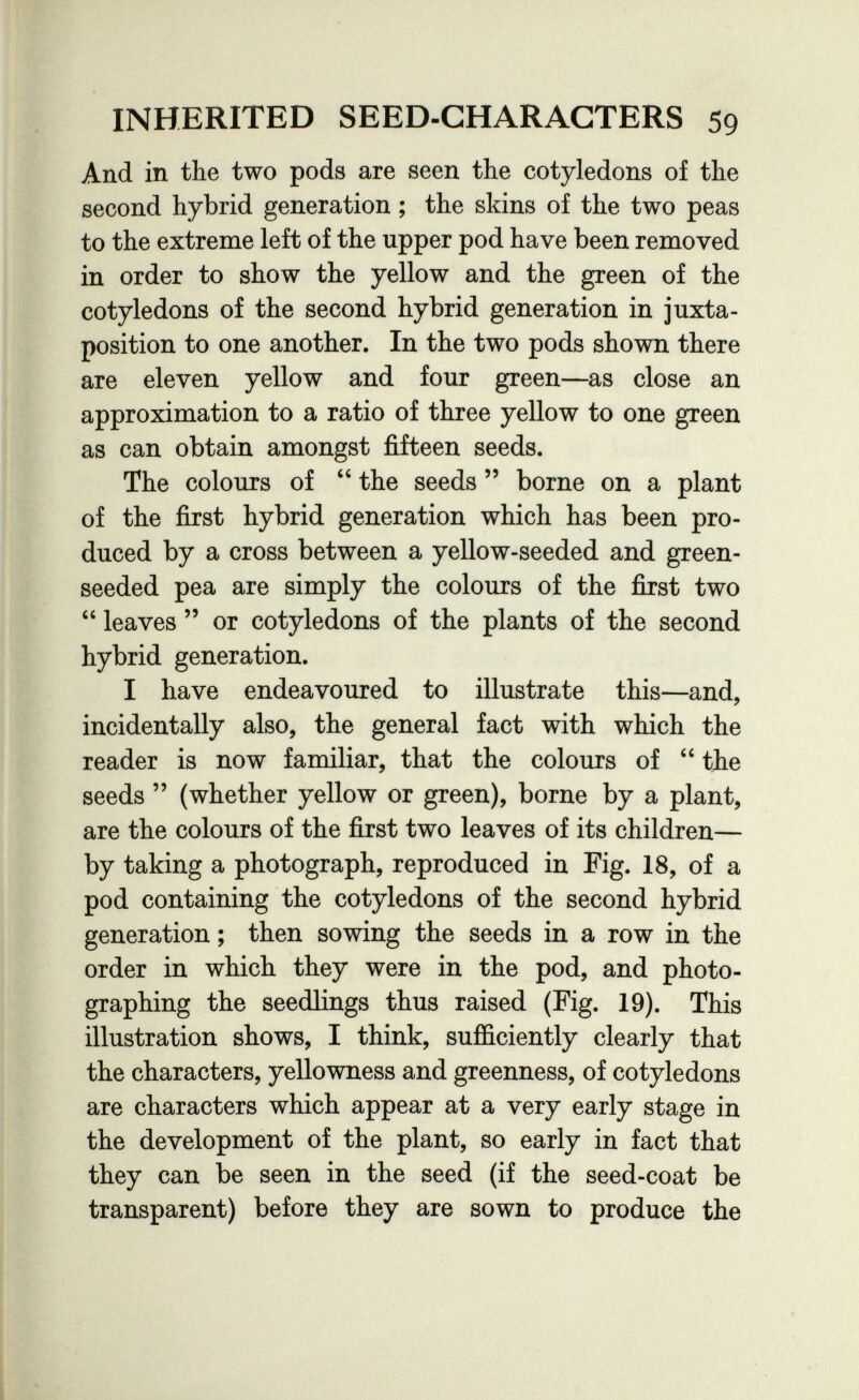 INHERITED SEED-CHARACTERS 59 And in the two pods are seen the cotyledons of the second hybrid generation ; the skins of the two peas to the extreme left of the upper pod have been removed in order to show the yellow and the green of the cotyledons of the second hybrid generation in juxta¬ position to one another. In the two pods shown there are eleven yellow and four green—as close an approximation to a ratio of three yellow to one green as can obtain amongst fifteen seeds. The colours of  the seeds  borne on a plant of the first hybrid generation which has been pro¬ duced by a cross between a yellow-seeded and green- seeded pea are simply the colours of the first two  leaves  or cotyledons of the plants of the second hybrid generation. I have endeavoured to illustrate this—and, incidentally also, the general fact with which the reader is now familiar, that the colours of  the seeds  (whether yellow or green), borne by a plant, are the colours of the first two leaves of its children— by taking a photograph, reproduced in Fig. 18, of a pod containing the cotyledons of the second hybrid generation ; then sowing the seeds in a row in the order in which they were in the pod, and photo¬ graphing the seedlings thus raised (Fig. 19). This illustration shows, I think, sufficiently clearly that the characters, yellowness and greenness, of cotyledons are characters which appear at a very early stage in the development of the plant, so early in fact that they can be seen in the seed (if the seed-coat be transparent) before they are sown to produce the
