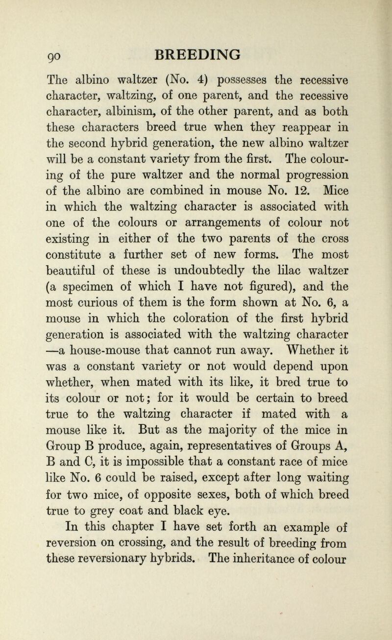 90 BREEDING The albino waltzer (No. 4) possesses the recessive character, waltzing, of one parent, and the recessive character, albinism, of the other parent, and as both these characters breed true when they reappear in the second hybrid generation, the new albino waltzer will be a constant variety from the first. The colour¬ ing of the pure waltzer and the normal progression of the albino are combined in mouse No. 12. Mice in which the waltzing character is associated with one of the colours or arrangements of colour not existing in either of the two parents of the cross constitute a further set of new forms. The most beautiful of these is undoubtedly the lilac waltzer (a specimen of which I have not figured), and the most curious of them is the form shown at No. 6, a mouse in which the coloration of the first hybrid generation is associated with the waltzing character —a house-mouse that cannot run away. Whether it was a constant variety or not would depend upon whether, when mated with its like, it bred true to its colour or not; for it would be certain to breed true to the waltzing character if mated with a mouse like it. But as the majority of the mice in Group В produce, again, representatives of Groups A, В and C, it is impossible that a constant race of mice like No. 6 could be raised, except after long waiting for two mice, of opposite sexes, both of which breed true to grey coat and black eye. In this chapter I have set forth an example of reversion on crossing, and the result of breeding from these reversionary hybrids. The inheritance of colour