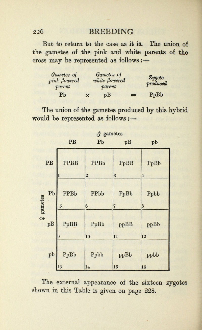 22б BREEDING But to return to the case as it is. The union of the gametes of the pink and white parents of the cross may be represented as follows :— Gametes of fink-flowered farerit Pb X Gametes of white-flowered parent pB Zygote produced = PpBb The union of the gametes produced by this hybrid would be represented as follows :— PB gametes Pb pB pb The external appearance of the sixteen zygotes shown in this Table is given on page 228.
