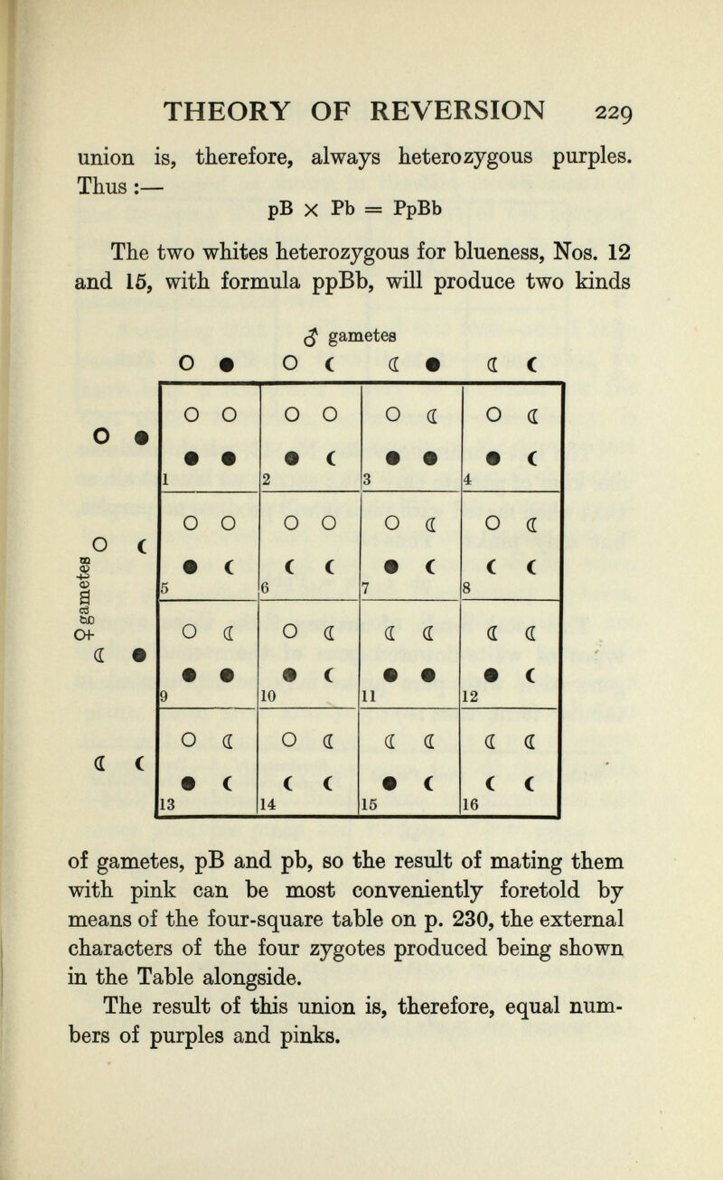 THEORY OF REVERSION 229 union is, therefore, always heterozygous purples. Thus :— pB X Pb = PpBb The two whites heterozygous for blueness, Nos. 12 and 15, with formula ppBb, will produce two kinds О • О с m о a cô bD Of (L • <L С of gametes, рВ and рЪ, so the result of mating them with pink can be most conveniently foretold by means of the four-square table on p. 230, the external characters of the four zygotes produced being shown in the Table alongside. The result of this union is, therefore, equal num¬ bers of purples and pinks. (J gametes o# ОС i# ас