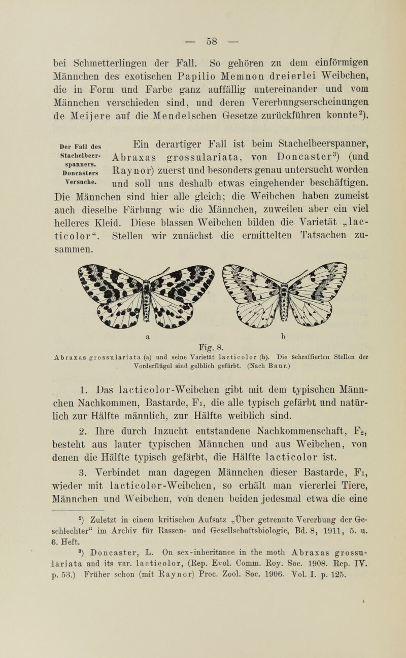 — 58 — bei Sclimetterling'eii der Fall. So gehören zu dem einförmigen Männchen des exotischen Papilio Me m non dreierlei Weibchen, die in Form und Farbe ganz auffällig untereinander und vom Männchen verschieden sind, und deren Vererbungserscheinungen de Meijere auf die Mendelschen Gesetze zurückftihren konnte^). Der Fall des Ein derartiger Fall ist beim Stachelbeerspanner, stachelbeer. Abraxas grossulariata, von Doncaster^) (und dIIcasuts Ray nor) zuerst und besonders genau untersucht worden Versuche. ggll uns deshalb etwas eingehender beschäftigen. Die Männchen sind hier alle gleich; die Weibchen haben zumeist auch dieselbe Färbung wie die Männchen, zuweilen aber ein viel helleres Kleid. Diese blassen Weibchen bilden die Varietät „lac¬ tic olor. Stellen wir zunächst die ermittelten Tatsachen zu¬ sammen. a Ъ Fig. 8. Abraxas grossulariata (a) und seine Varietät lacticolor (b). Die schraffierten Stellen der Vorderflügel sind gelblich gefärbt. (Nach Baur.) 1. Das la etico lor-Weibchen gibt mit dem typischen Männ¬ chen Nachkommen, Bastarde, Fi, die alle typisch gefärbt und natür¬ lich zur Hälfte männlich, zur Hälfte weiblich sind. 2. Ihre durch Inzucht entstandene Nachkommenschaft, F2, besteht aus lauter typischen Männchen und aus Weibchen, von denen die Hälfte typisch gefärbt, die Hälfte lacticolor ist. 3. Verbindet man dagegen Männchen dieser Bastarde, Fi, wieder mit lacticolor-Weibchen, so erhält man viererlei Tiere, Männchen und Weibchen, von denen beiden jedesmal etwa die eine Zuletzt in einem kritischen Aufsatz „Über getrennte Vererbung der G-e- schlechter im Archiv für Rassen- und Gesellschaftsbiologie, Bd. 8, 1911, 5. u. 6. Heft. Doncaster, L. On sex-inheritance in the moth Abraxas grossu¬ lariata and its var. lacticolor, (Rep. Evol. Comm. Roy. Soc. 1908. Rep. IV. p. 53.) Früher schon (mit Raynor) Proc. Zool. Soc. 1906. Vol. I. p. 125. «