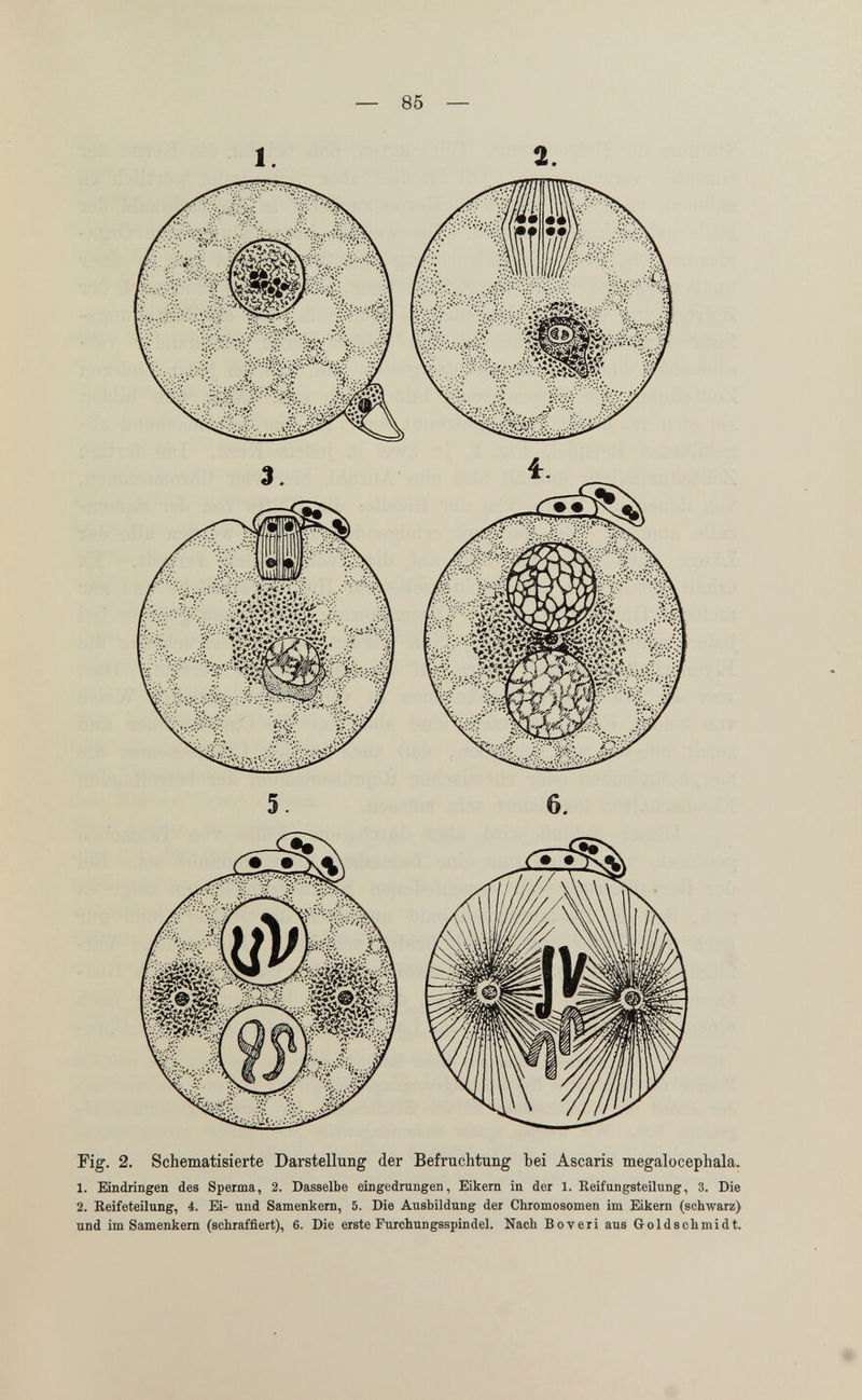 — 85 — Pig. 2. Schematisierte Darstellung der Befruchtung bei Ascaris megalocephala. 1. Eindringen des Sperma, 2. Dasselbe eingedrangen, Eikern in der 1. Reifungsteilung, 3. Die 2. Reifeteilung, 4. Ei- und Samenkern, 5. Die Ausbildung der Chromosomen im Eikern (schwarz) und im Samenkern (schraffiert), 6. Die erste Furchungsspindel. Nach Boveri aus Goldschmidt.