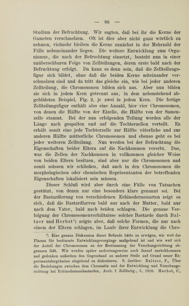 — 86 — Studium der Befruchtung. Wir sagten, daß bei ihr die Kerne der Gameten verschmelzen. Oft ist dies aber nicht ganz wörtlich zu nehmen, vielmehr bleiben die Kerne zunächst in der Mehrzahl der Fälle nebeneinander liegen. Die weitere Entwicklung zum Orga¬ nismus, die nach der Befruchtung einsetzt, besteht nun in einer unübersehbaren Folge von Zellteilungen, deren erste bald nach der Befruchtung erfolgt. Da kann es denn sein, daß die Zellteilungs¬ figur sich bildet, ohne daß die beiden Kerne miteinander ver¬ schmolzen sind und da tritt das gleiche ein, wie bei jeder anderen Zellteilung, die Chromosomen bilden sich aus. Aber nun bilden sie sich in jedem Kern getrennt aus, in dem nebenstehend ab¬ gebildeten Beispiel, Fig. 2, je zwei in jedem Kern. Die fertige Zellteilungsfigur enthält also eine Anzahl, hier vier Chromosomen, von denen die Hälfte von der Eizelle, die Hälfte von der Samen¬ zelle stammt. Bei der nun erfolgenden Teilung werden alle der Länge nach gespalten und auf die Tochterzellen verteilt. Es erhält somit eine jede Tochterzelle zur Hälfte väterliche und zur anderen Hälfte mütterliche Chromosomen und ebenso geht es bei jeder weiteren Zellteilung. Nun werden bei der Befruchtung die Eigenschaften beider Eltern auf die Nachkommen vererbt. Das, was die Zellen der Nachkommen in vollkommen gleicher Weise von beiden Eltern besitzen, sind aber nur die Chromosomen und somit müssen wir schließen, daß auch in den Chromosomen die morphologischen oder chemischen Repräsentanten der betreffenden Eigenschaften lokalisiert sein müssen. Dieser Schluß wird aber durch eine Fülle von Tatsachen gestützt, von denen nur eine besonders klare genannt sei. Bei der Bastardierung von verschiedenen Echinodermenarten zeigt es sich, daß die Bastardlarven bald nur nach der Mutter, bald nur nach dem Vater, bald nach beiden schlagen. Die genaue Ver¬ folgung der Chromosomen Verhältnisse solcher Bastarde durch Bal- tzer und Herbst^) zeigte aber, daß solche Formen, die nur nach einem der Eltern schlagen, im Laufe ihrer Entwicklung die Chro- ') Eine genaue Diskussion dieser Befunde hätte zu erwägen, wie weit das Plasma für bestimmte Eatwicklungsvorgänge maßgebend ist und wie weit sich der Anteil der Chromosomen an der Bestimmung der Vererbungsrichtung ab¬ grenzen läßt. Wir werden später andeutungsweise noch darauf zurückkommen und gedenken außerdem den Gegenstand an anderer Stelle auf Grund neuer Ex- perimentalergebnisse eingehend zu diskutieren. S. darüber: Baltzer, F., Über die Beziehungen zwischen dem Chromatin und der Entwicklung und Vererbungs¬ richtung bei Echinodermenbastarden, Arch. f. Zellfschg., 5, 1910. Herbst, 0.,