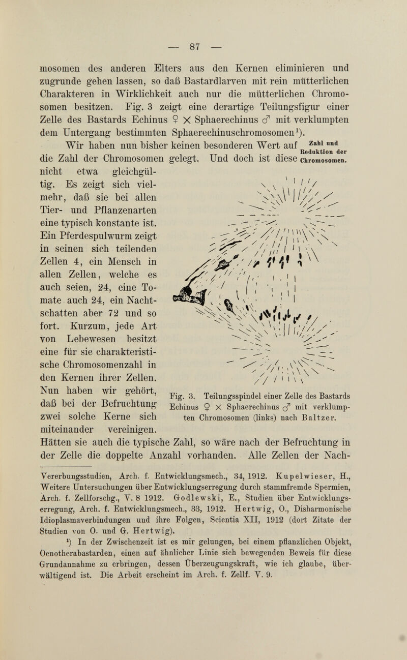 — 87 — mosomen des anderen Elters aus den Kernen eliminieren und zugrunde gehen lassen, so daß Bastardlarven mit rein mütterlichen Charakteren in Wirklichkeit auch nur die mütterlichen Chromo¬ somen besitzen. Fig. 3 zeigt eine derartige Teilungsfigur einer Zelle des Bastards Echinus $ X Sphaerechinus cf mit verklumpten dem Untergang bestimmten Sphaerechinuschromosomen^). Wir haben nun bisher keinen besonderen Wert auf Bednktion der die Zahl der Chromosomen gelegt. Und doch ist diese Chromosomen, nicht etwa \ \ \ I / ' ^ ^ \ \ i I f / / / И\\ 11 л Ч //íí'Á'iW I 1 gleichgül¬ tig. Es zeigt sich viel¬ mehr, daß sie bei allen Tier- und Pflanzenarten eine typisch konstante ist. Ein Pferdespulwurm zeigt in seinen sich teilenden Zellen 4, ein Mensch in allen Zellen, welche es auch seien, 24, eine To¬ mate auch 24, ein Nacht¬ schatten aber 72 und so fort. Kurzum, jede Art von Lebewesen besitzt eine für sie charakteristi¬ sche Chromosomenzahl in den Kernen ihrer Zellen. Nun haben wir gehört, daß bei der Befruchtung zwei solche Kerne sich miteinander vereinigen. Hätten sie auch die typische Zahl, so wäre nach der Befruchtung in der Zelle die doppelte Anzahl vorhanden. Alle Zellen der Nach- ■/ ^ //i. 0 ^ ~ // / I H Ч Fig. 3. Teilungsspindel einer Zelle des Bastards Echinus 9 X Sphaerechinus cf mit verklump¬ ten Chromosomen (links) nach Baltzer. Vererbungsstudien, Arch. f. Entwicklungsmech., 34, 1912. Kupelwieser, H., Weitere Untersuchungen üher Entwicklungserregung durch stammfremde Spermien, Árch. f. Zellforschg., V. 8 1912. Grodlewski, E., Studien über Entwicklungs¬ erregung, Arch. f. Entwicklungsmech., 33, 1912. Hertwig, 0., Disharmonische Idioplasmaverbindungen und ihre Folgen, Scientia XII, 1912 (dort Zitate der Studien von 0. und G. Hertwig). ^) In der Zwischenzeit ist es mir gelungen, bei einem pflanzlichen Objekt, Oenotherabastarden, einen auf ähnlicher Linie sich bewegenden Beweis für diese Grundannahme zu erbringen, dessen Überzeugungskraft, wie ich glaube, über¬ wältigend ist. Die Arbeit erscheint im Arch. f. Zellf. Y. 9.