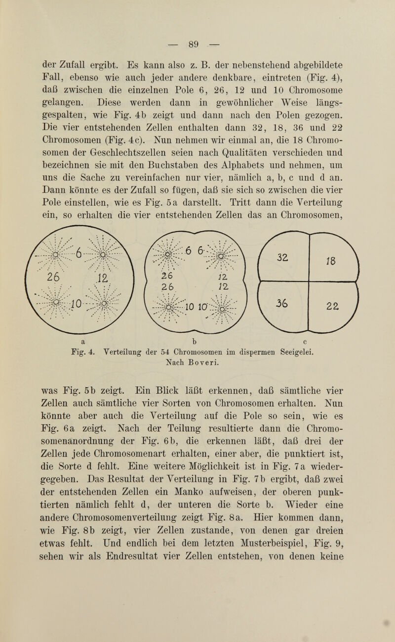 — se¬ der Zufall ergibt. Es kann also z. B. der nebenstehend abgebildete Fall, ebenso wie auch jeder andere denkbare, eintreten (Fig. 4), daß zwischen die einzelnen Pole 6, 26, 12 und 10 Chromosome gelangen. Diese werden dann in gewöhnlicher Weise längs¬ gespalten, wie Fig. 4b zeigt und dann nach den Polen gezogen. Die vier entstehenden Zellen enthalten dann 32, 18, 36 und 22 Chromosomen (Fig. 4c). Nun nehmen wir einmal an, die 18 Chromo¬ somen der Geschlechtszellen seien nach Qualitäten verschieden und bezeichnen sie mit den Buchstaben des Alphabets und nehmen, um uns die Sache zu vereinfachen nur vier, nämlich a, b, с und d an. Dann könnte es der Zufall so fügen, daß sie sich so zwischen die vier Pole einstellen, wie es Fig. 5 a darstellt. Tritt dann die Verteilung ein, so erhalten die vier entstehenden Zellen das an Chromosomen, Nach Boveri. was Fig. 5b zeigt. Ein Blick läßt erkennen, daß sämtliche vier Zellen auch sämtliche vier Sorten von Chromosomen erhalten. Nun könnte aber auch die Verteilung auf die Pole so sein, wie es Fig. 6 a zeigt. Nach der Teilung resultierte dann die Chromo¬ somenanordnung der Fig. 6b, die erkennen läßt, daß drei der Zellen jede Chromosomenart erhalten, einer aber, die punktiert ist, die Sorte d fehlt. Eine weitere Möglichkeit ist in Fig. 7 а wieder¬ gegeben. Das Resultat der Verteilung in Fig. 7 b ergibt, daß zwei der entstehenden Zellen ein Manko aufweisen, der oberen punk¬ tierten nämlich fehlt d, der unteren die Sorte b. Wieder eine andere Chromosomenverteilung zeigt Fig. 8 a. Hier kommen dann, wie Fig. 8b zeigt, vier Zellen zustande, von denen gar dreien etwas fehlt. Und endlich bei dem letzten Musterbeispiel, Fig. 9, sehen wir als Endresultat vier Zellen entstehen, von denen keine